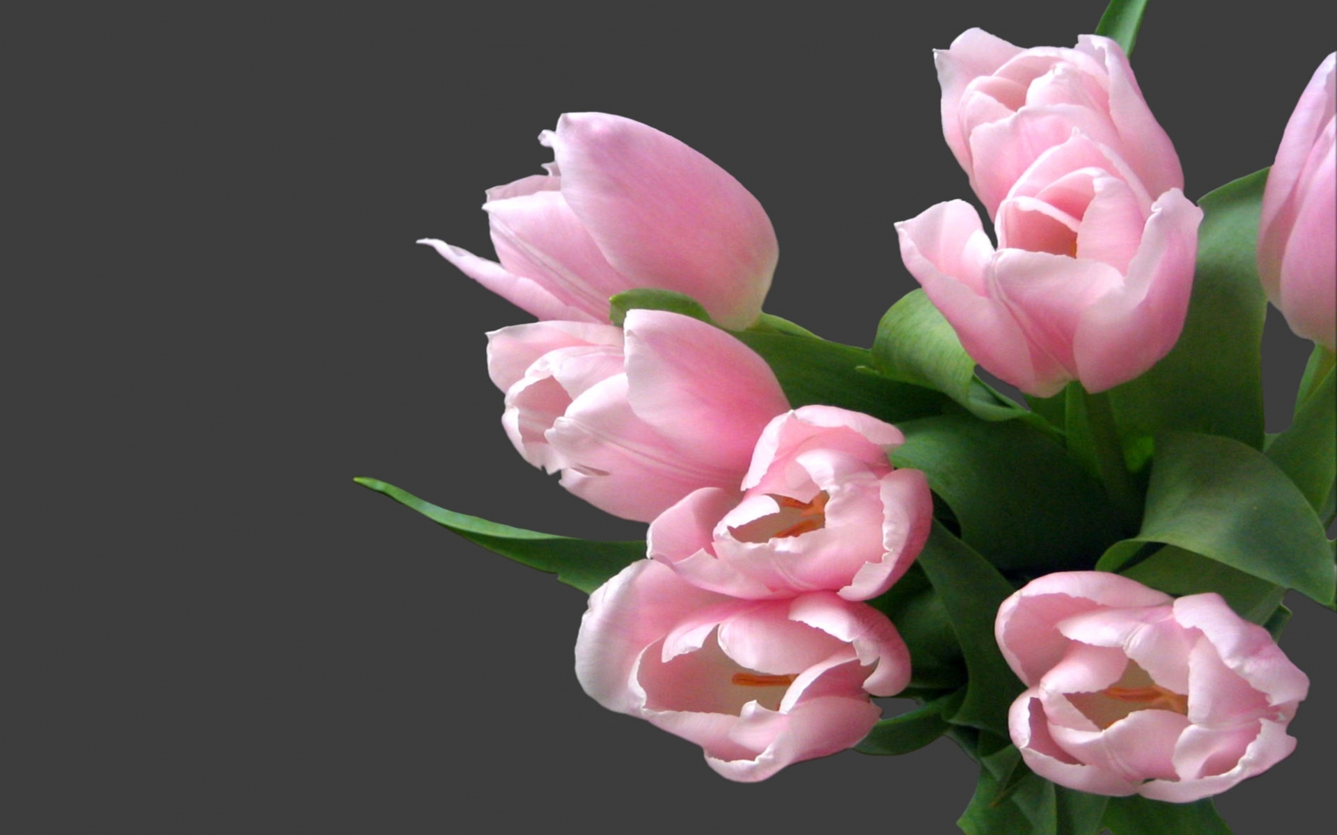 Скачать обои бесплатно Цветы, Тюльпаны, Растения картинка на рабочий стол ПК