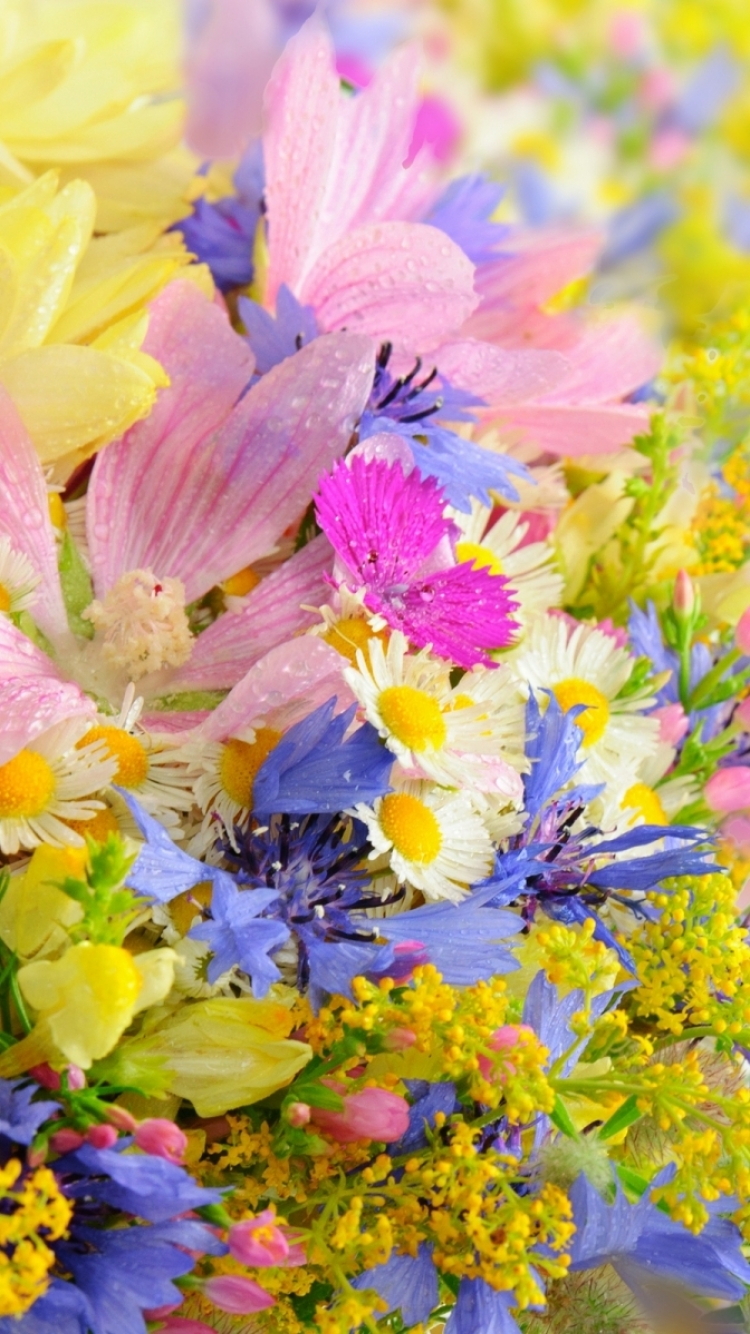 Descarga gratuita de fondo de pantalla para móvil de Flores, Flor, Pastel, Artístico.