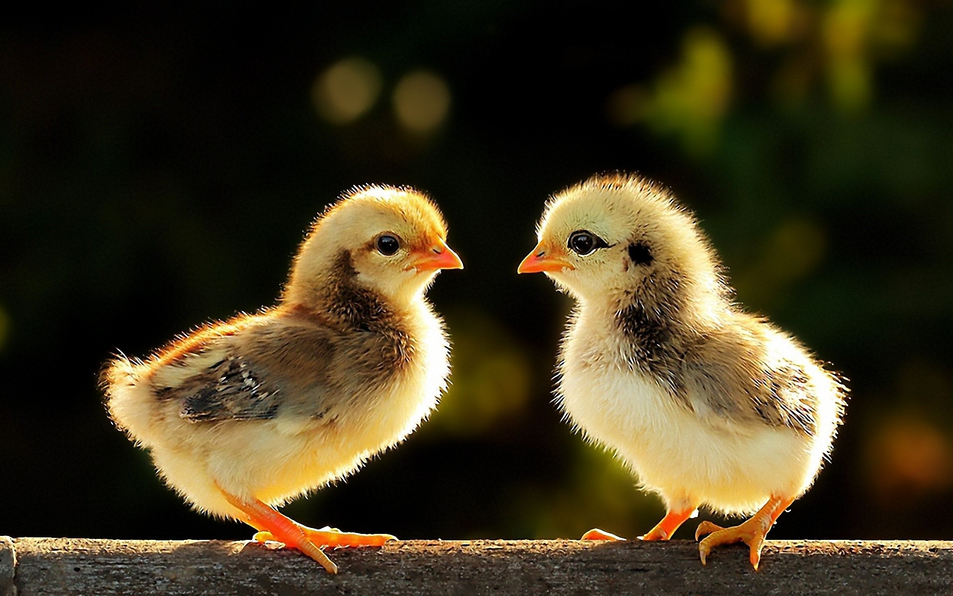 Baixe gratuitamente a imagem Animais, Fofo na área de trabalho do seu PC