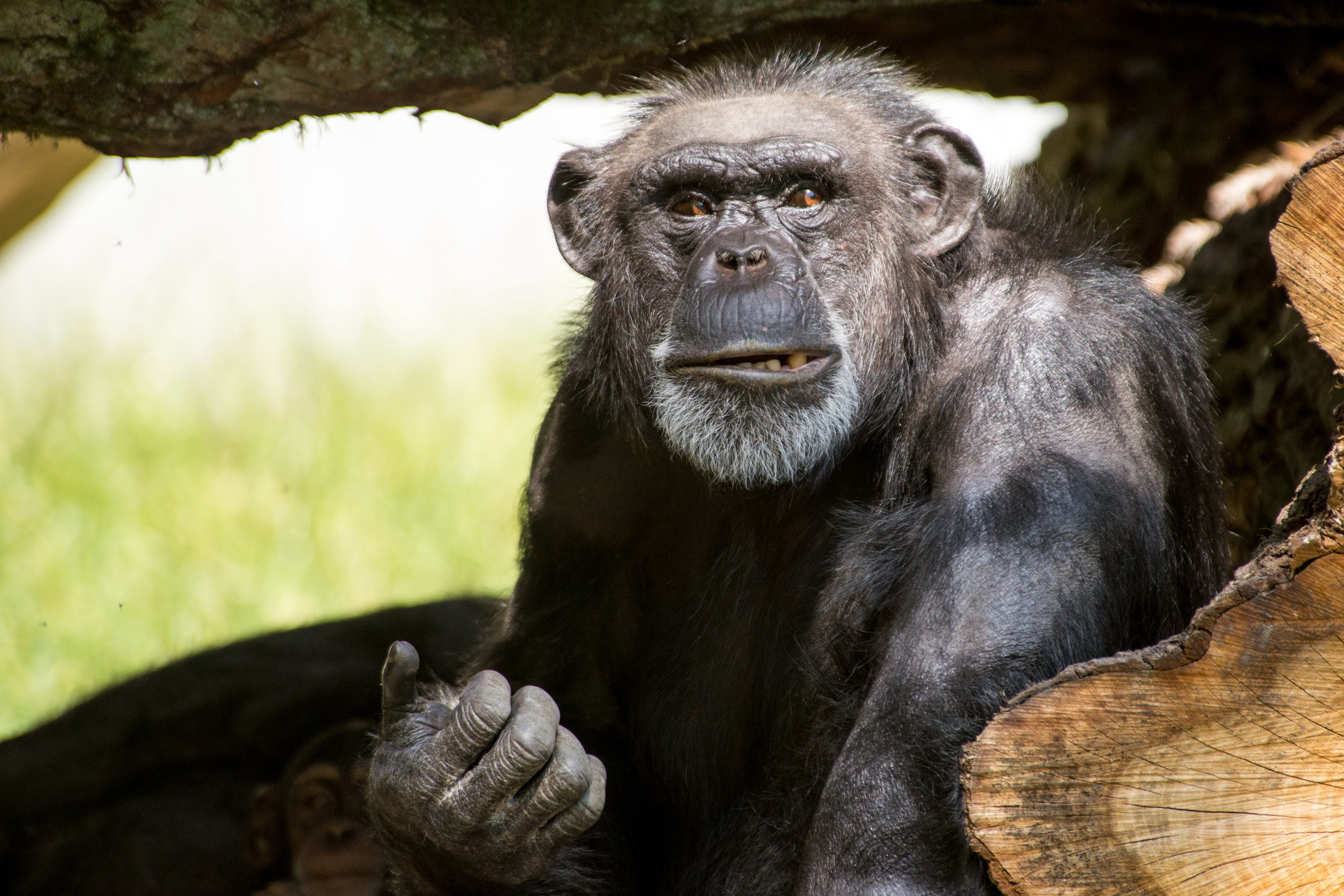 Descarga gratuita de fondo de pantalla para móvil de Animales, Monos, Mono, Primate, Chimpancé.