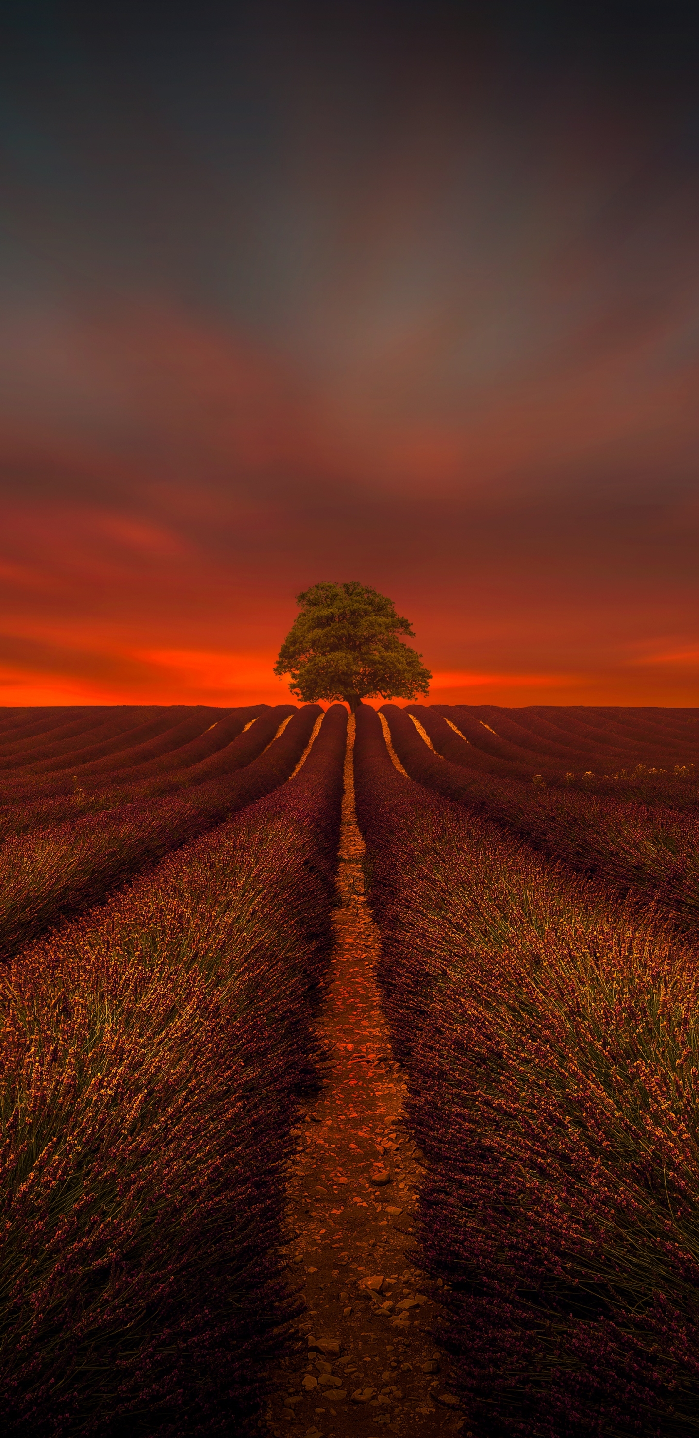 Descarga gratuita de fondo de pantalla para móvil de Naturaleza, Campo, Lavanda, Atardecer, Tierra/naturaleza, Puesta De Sol.