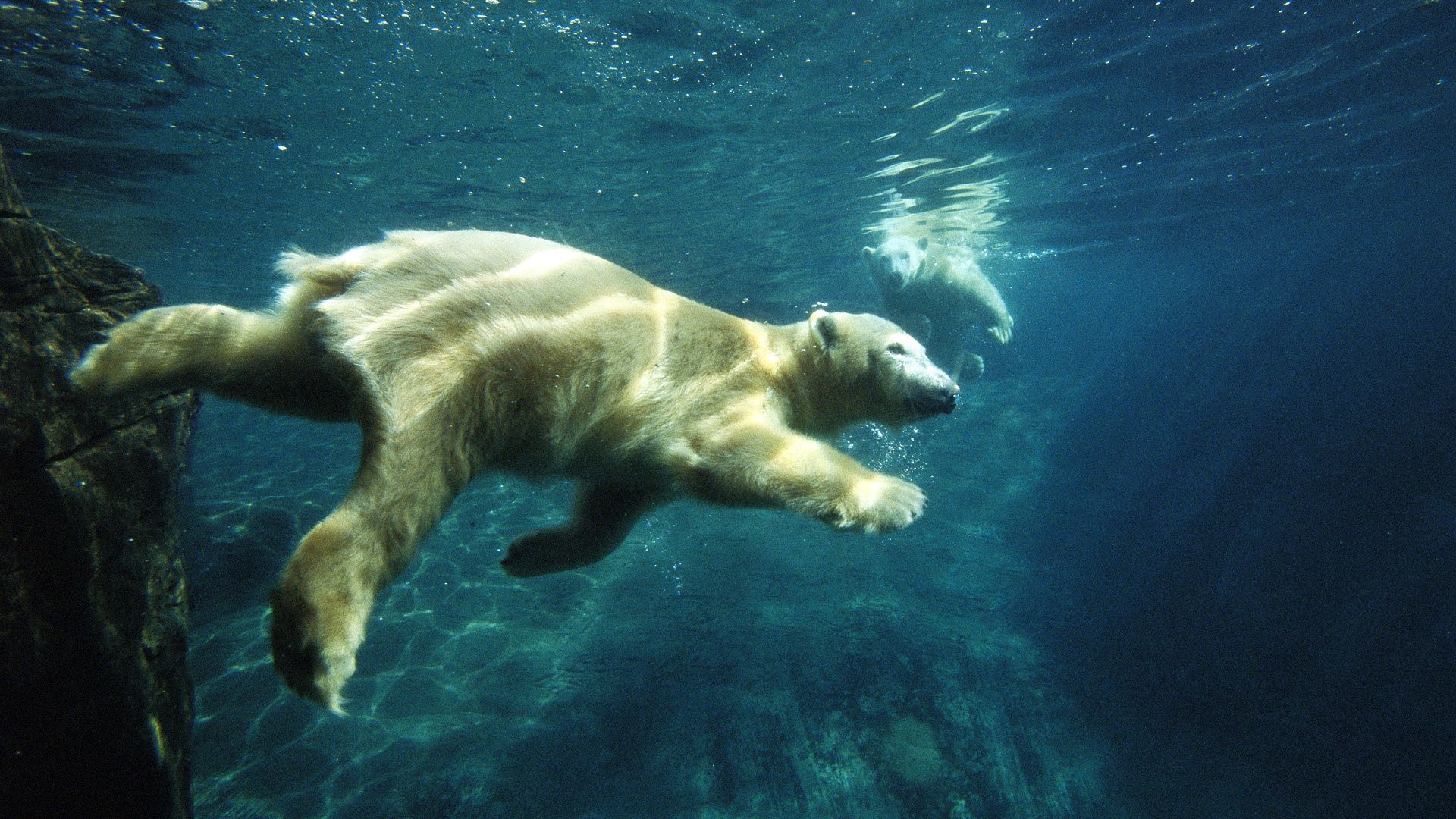 61381 скачать обои под водой, животные, плавать, белый медведь - заставки и картинки бесплатно