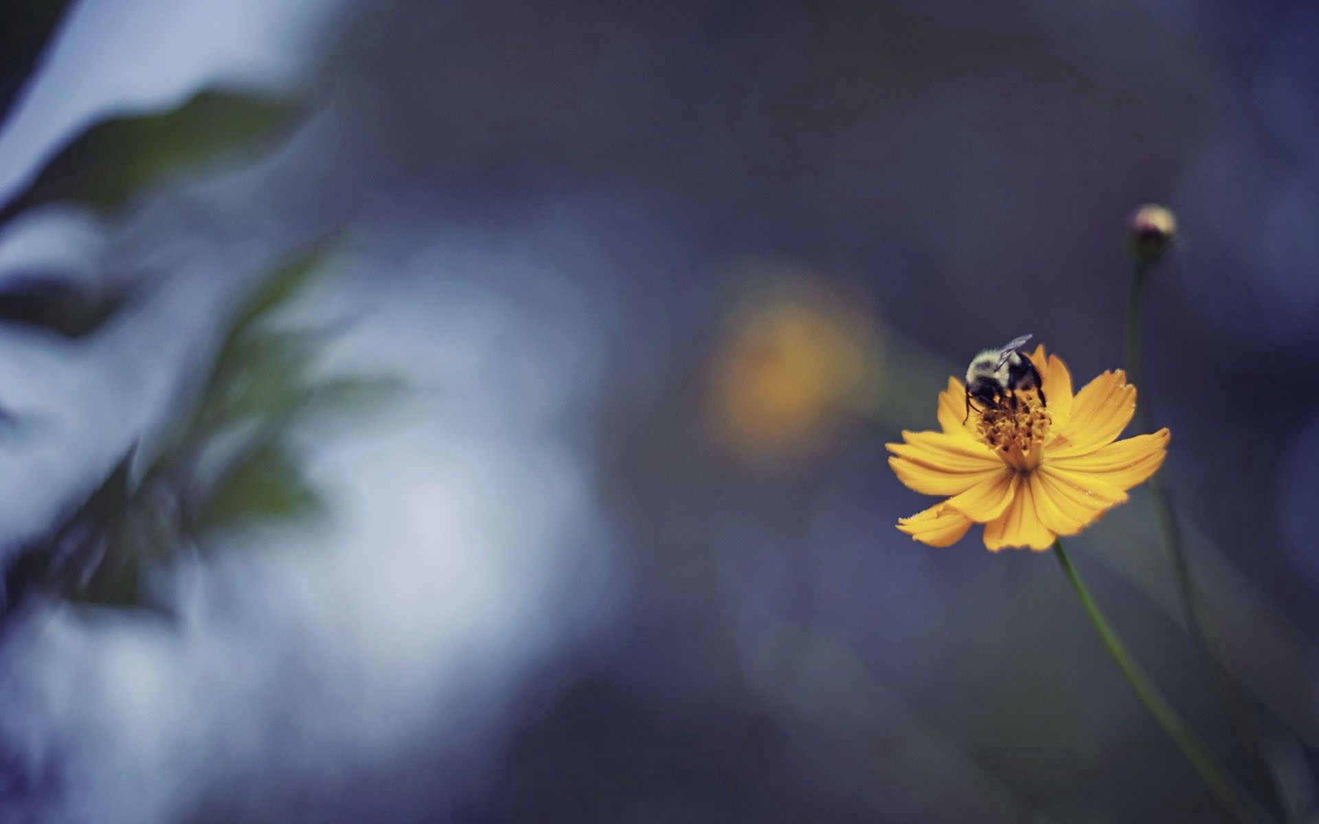 Laden Sie das Makro, Blendung, Blume, Scheinen, Licht, Biene-Bild kostenlos auf Ihren PC-Desktop herunter