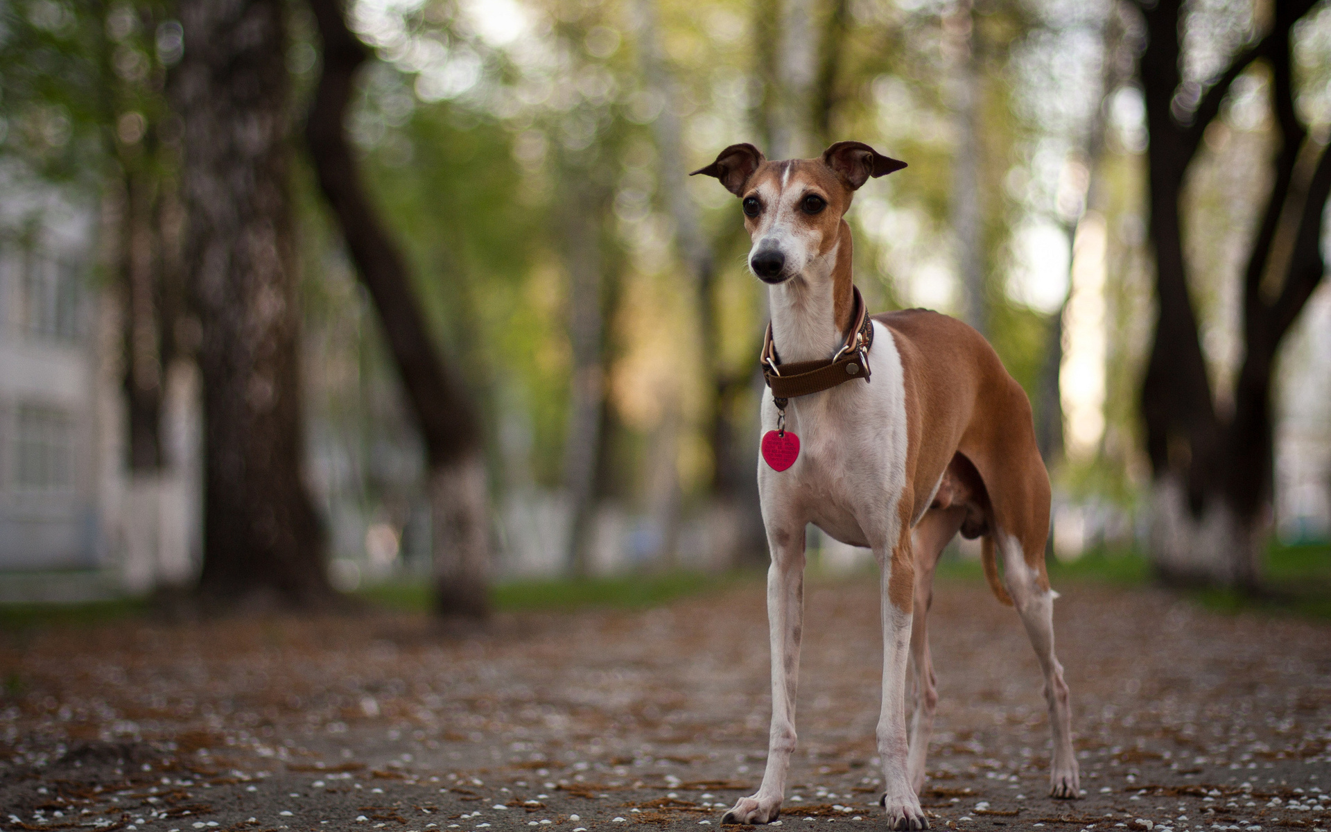 Baixar papel de parede para celular de Cães, Cão, Animais gratuito.