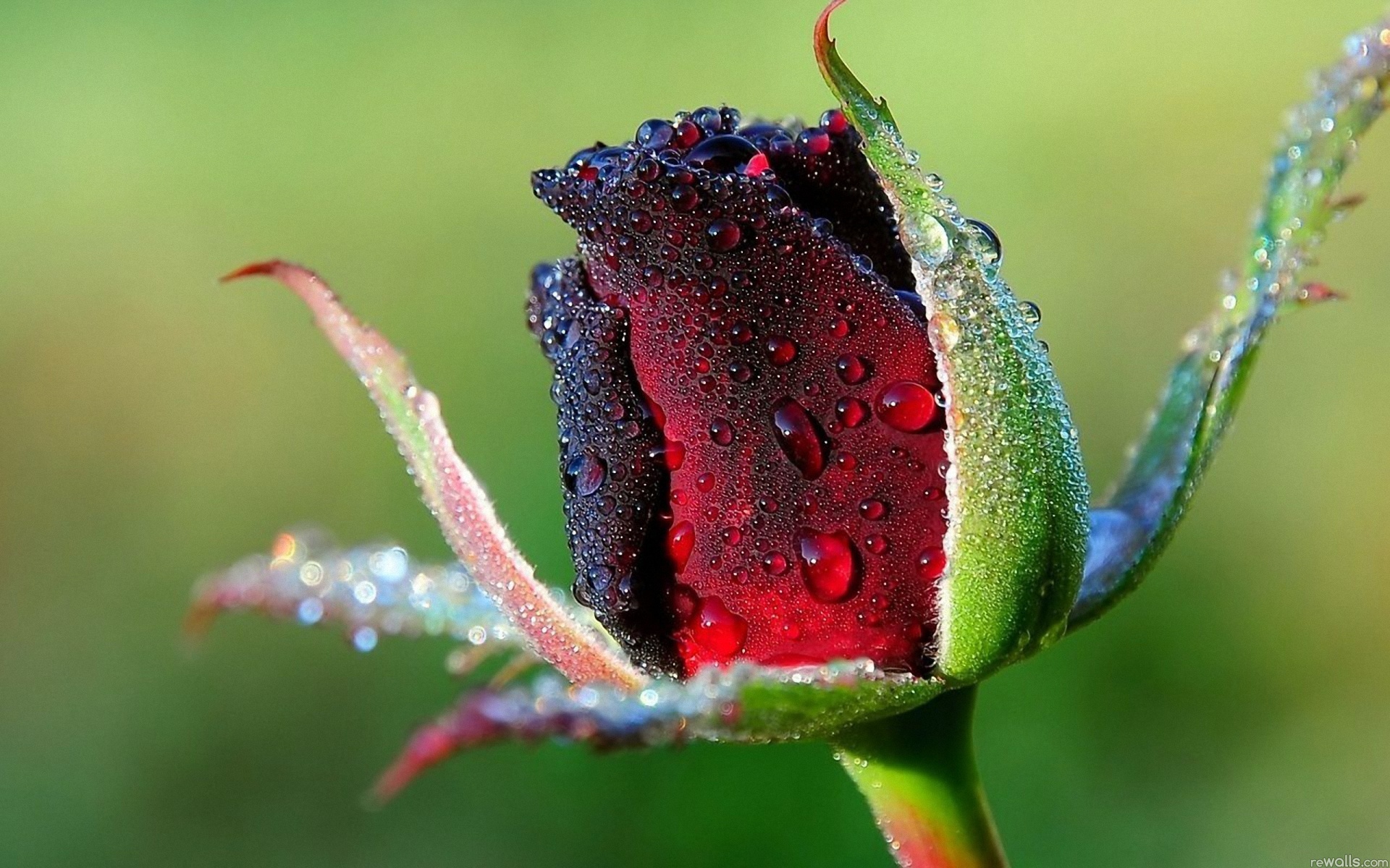 Laden Sie das Blumen, Blume, Rose, Knospe, Wassertropfen, Erde/natur-Bild kostenlos auf Ihren PC-Desktop herunter