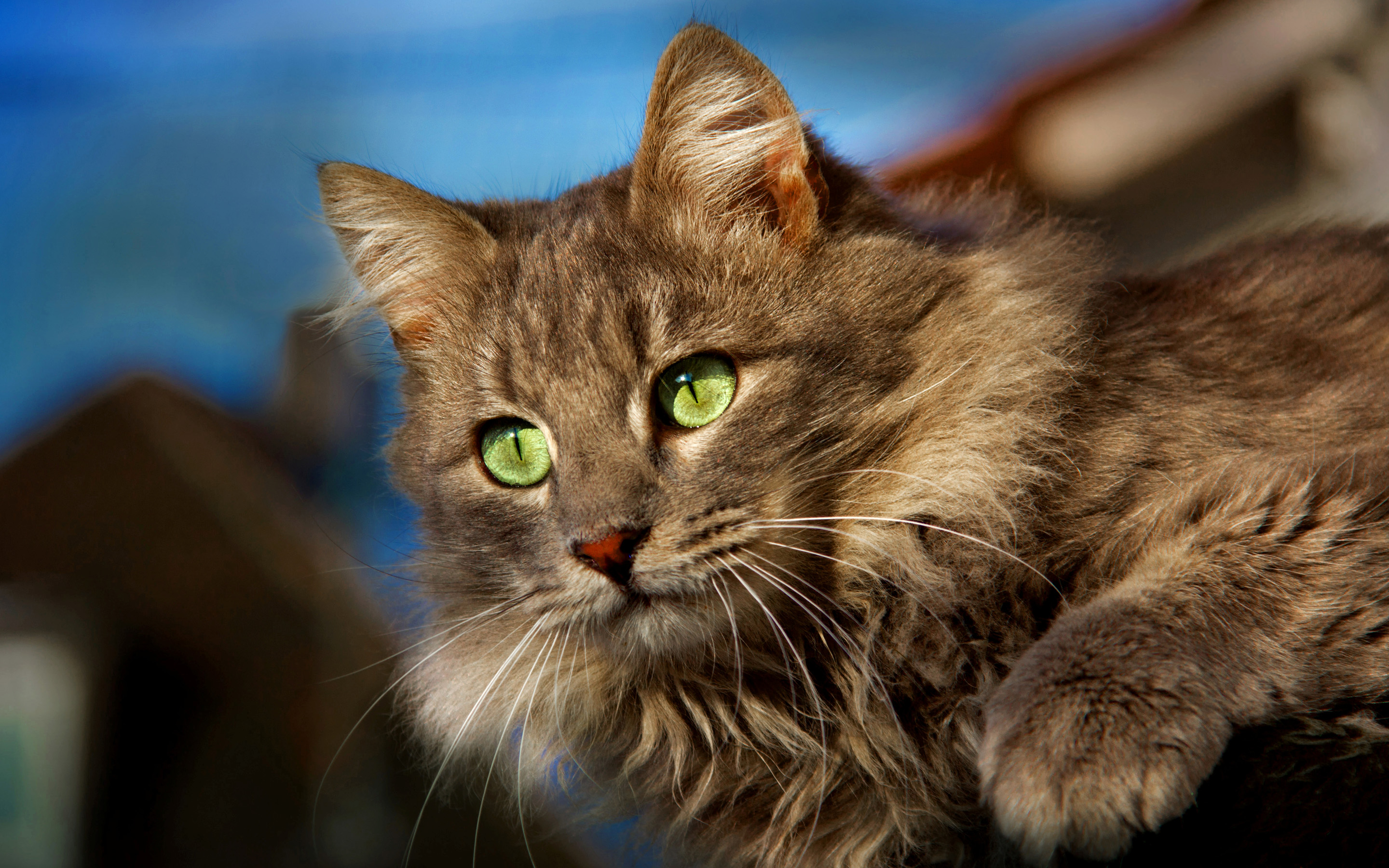 Baixar papel de parede para celular de Gato, Gatos, Animais gratuito.