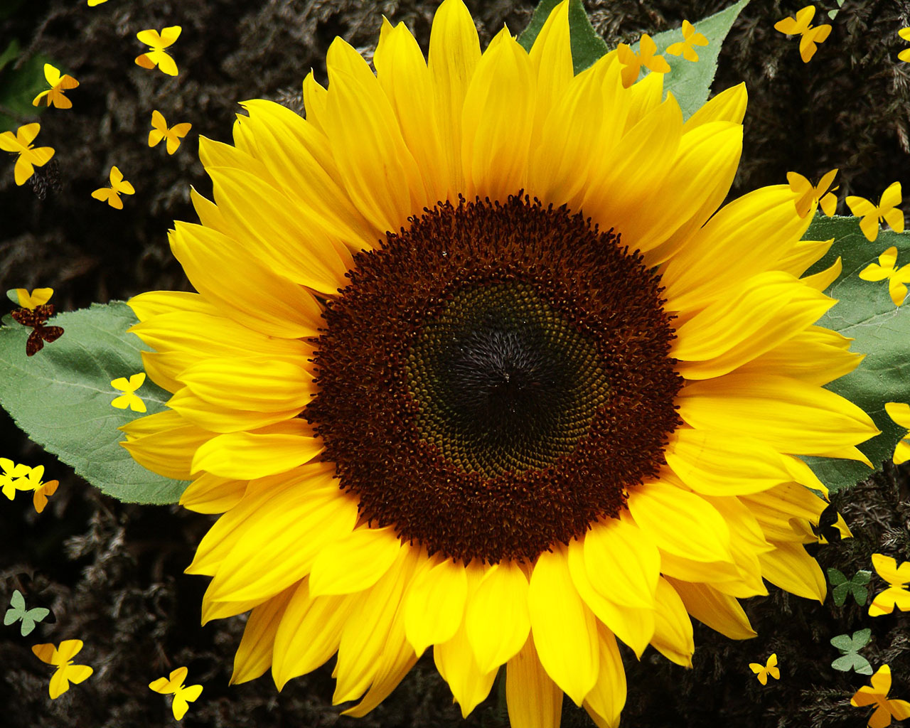 Free download wallpaper Earth, Sunflower on your PC desktop