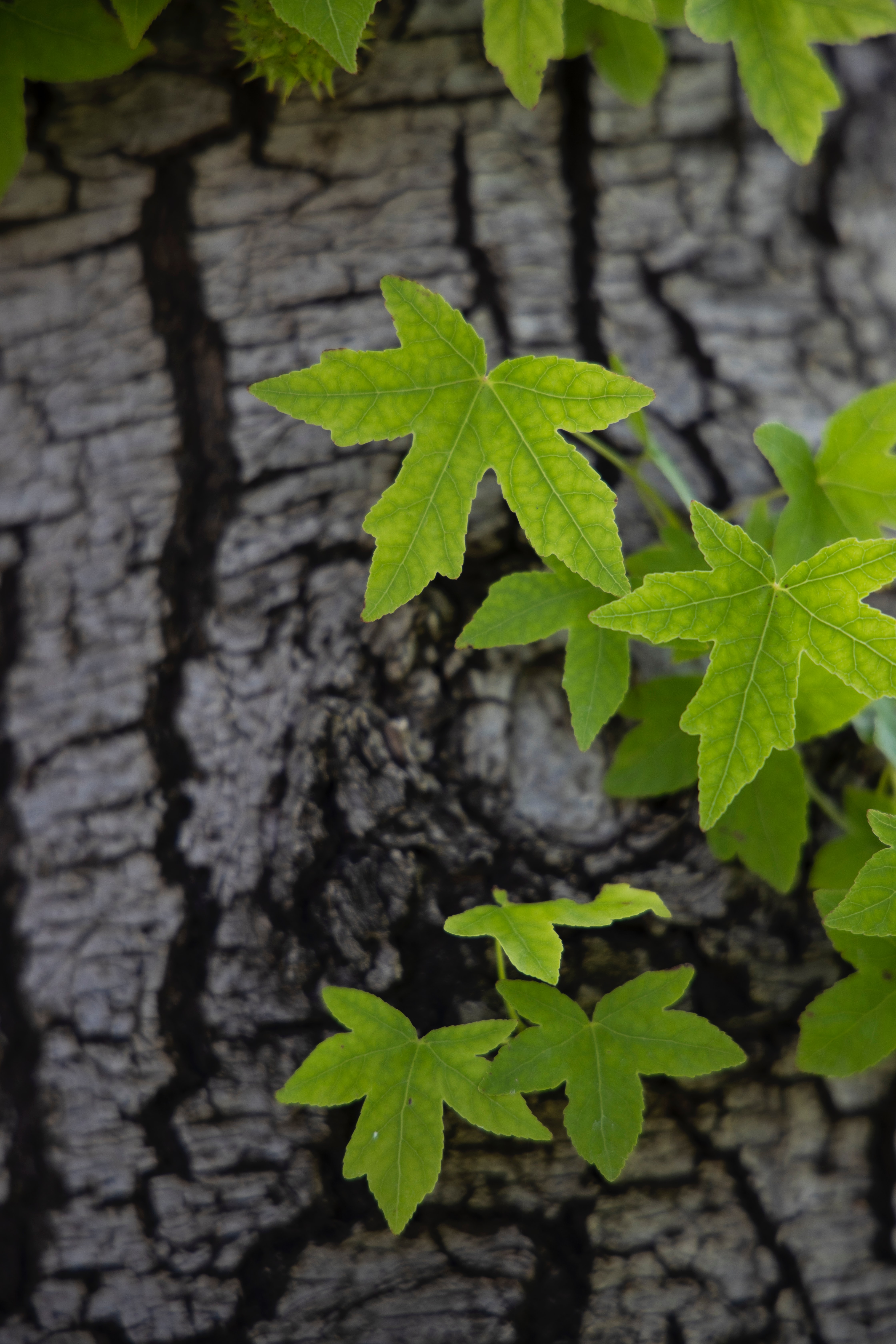 Laden Sie das Blätter, Holz, Bellen, Borke, Natur, Baum-Bild kostenlos auf Ihren PC-Desktop herunter