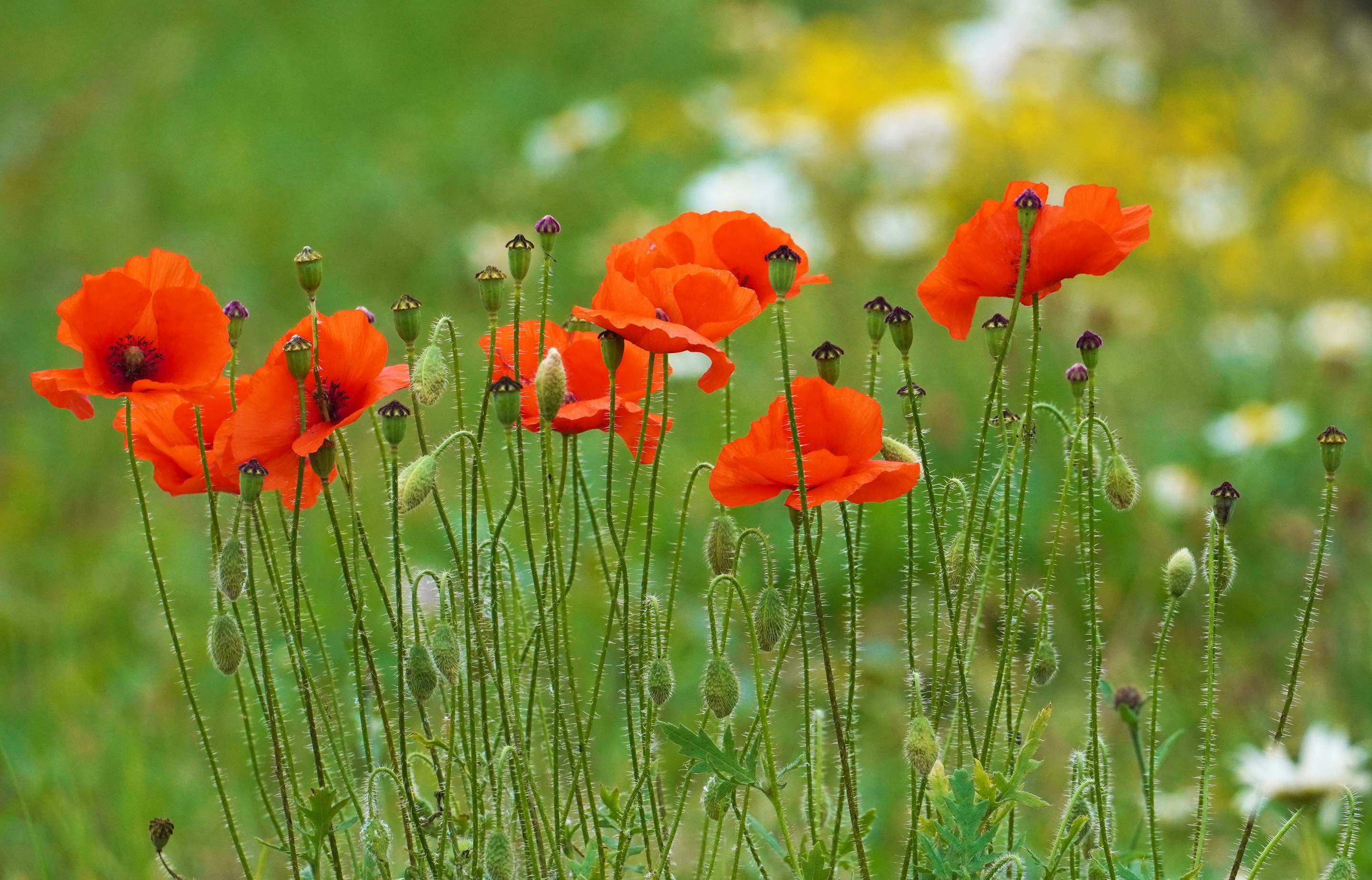 Free download wallpaper Flowers, Flower, Earth, Poppy on your PC desktop