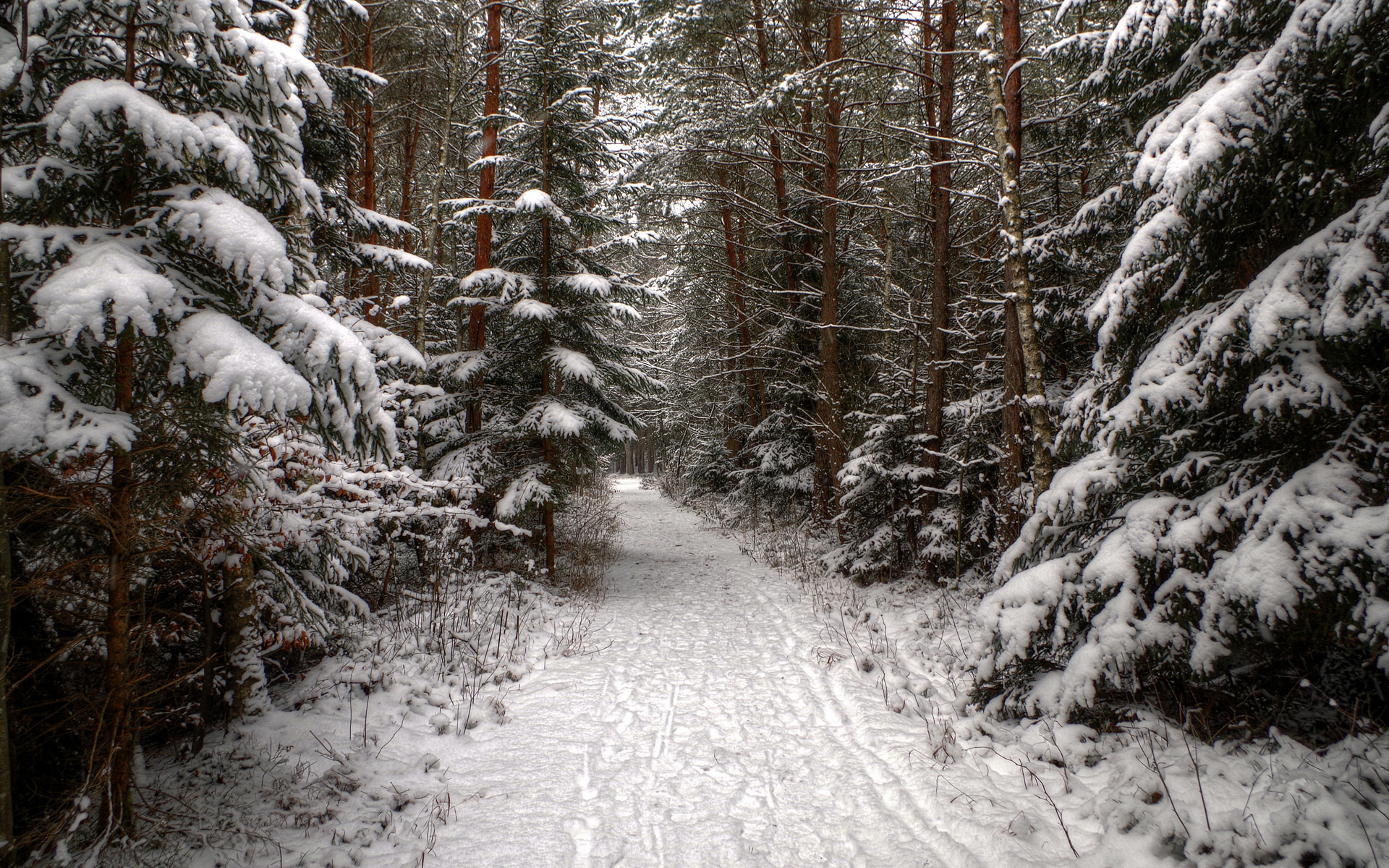 Descarga gratis la imagen Invierno, Tierra/naturaleza en el escritorio de tu PC