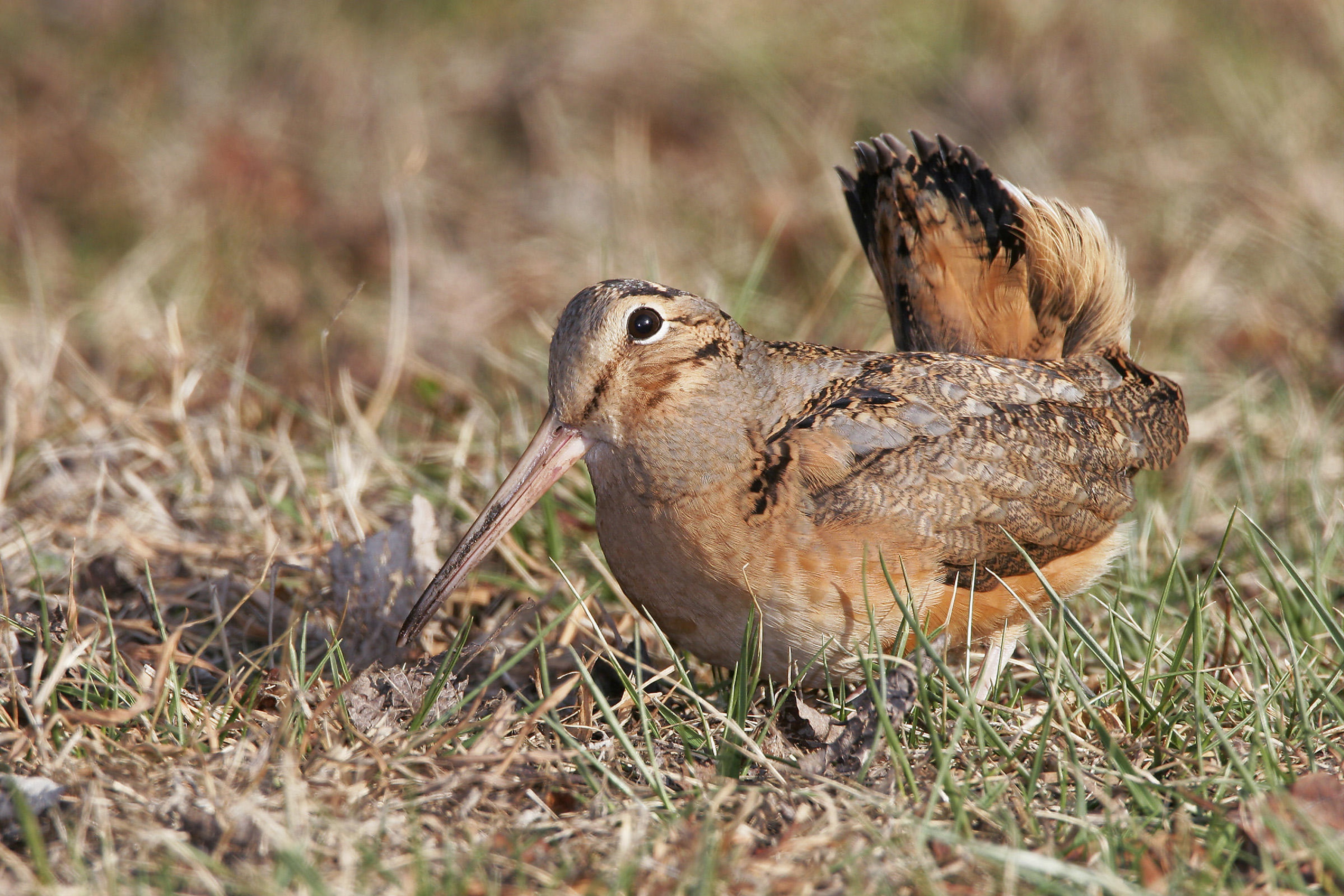 Laden Sie das Vogel, Vögel, Tiere-Bild kostenlos auf Ihren PC-Desktop herunter