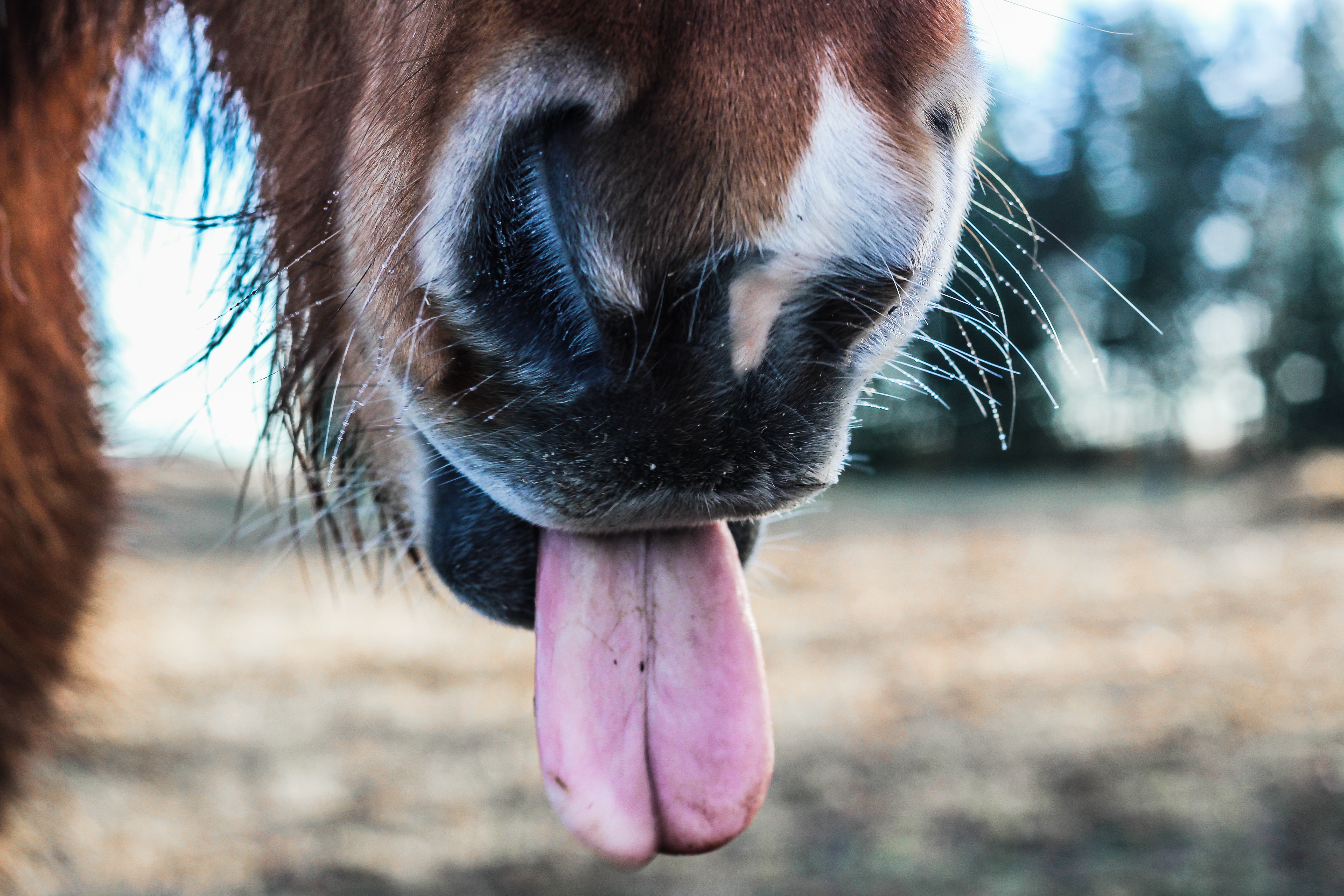 animals, horse, nose, language, tongue