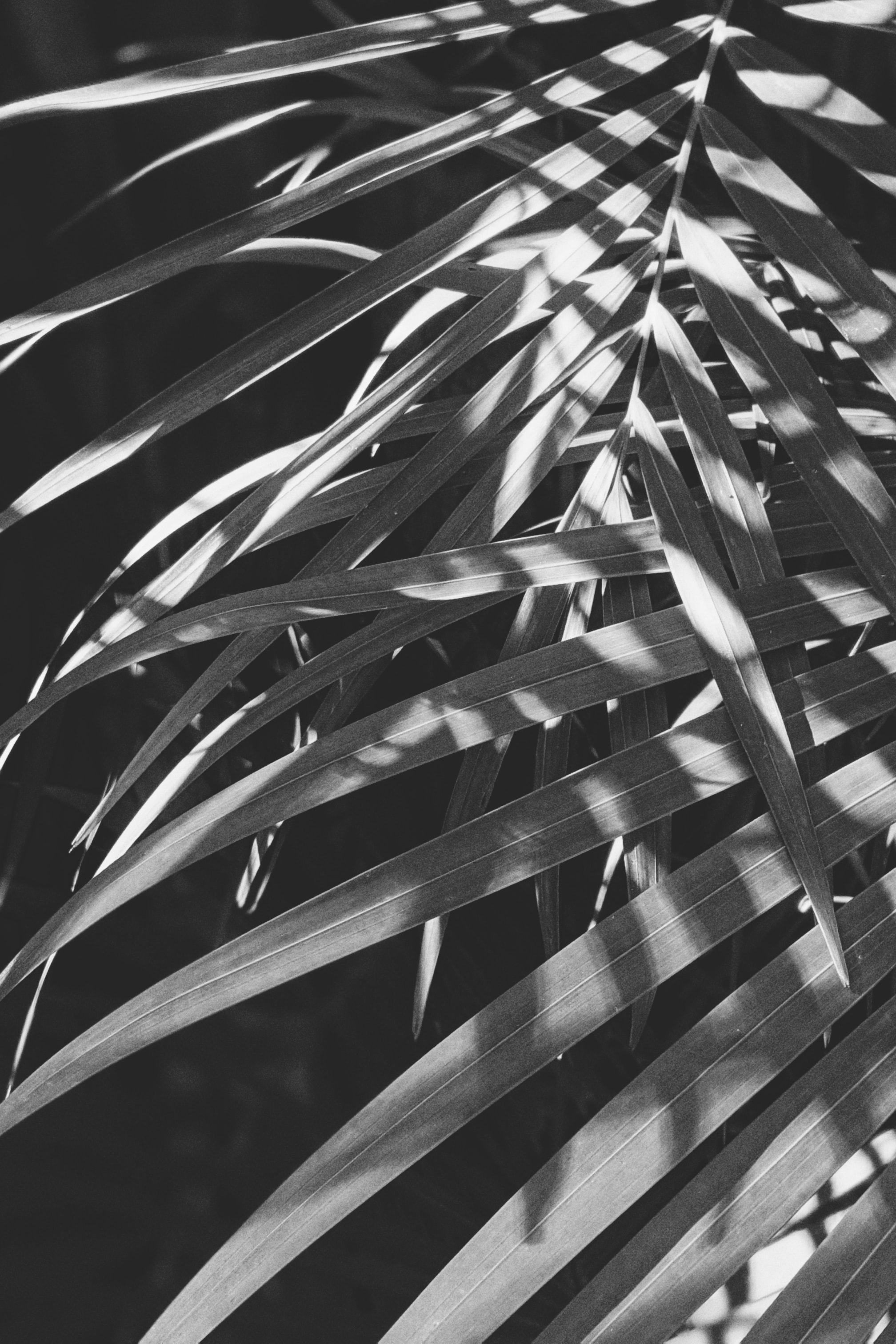 Free download wallpaper Macro, Branches, Bw, Leaves, Plant, Chb on your PC desktop