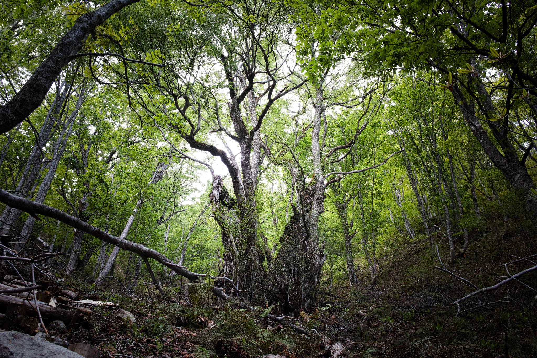 Baixar papel de parede para celular de Floresta, Terra/natureza gratuito.