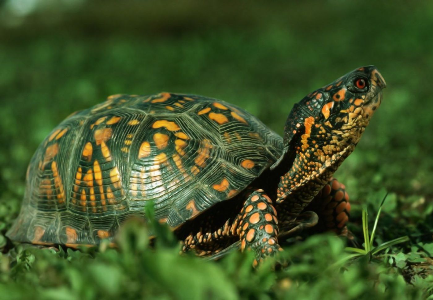 210565 Bild herunterladen tiere, schildkröte, schildkröten - Hintergrundbilder und Bildschirmschoner kostenlos