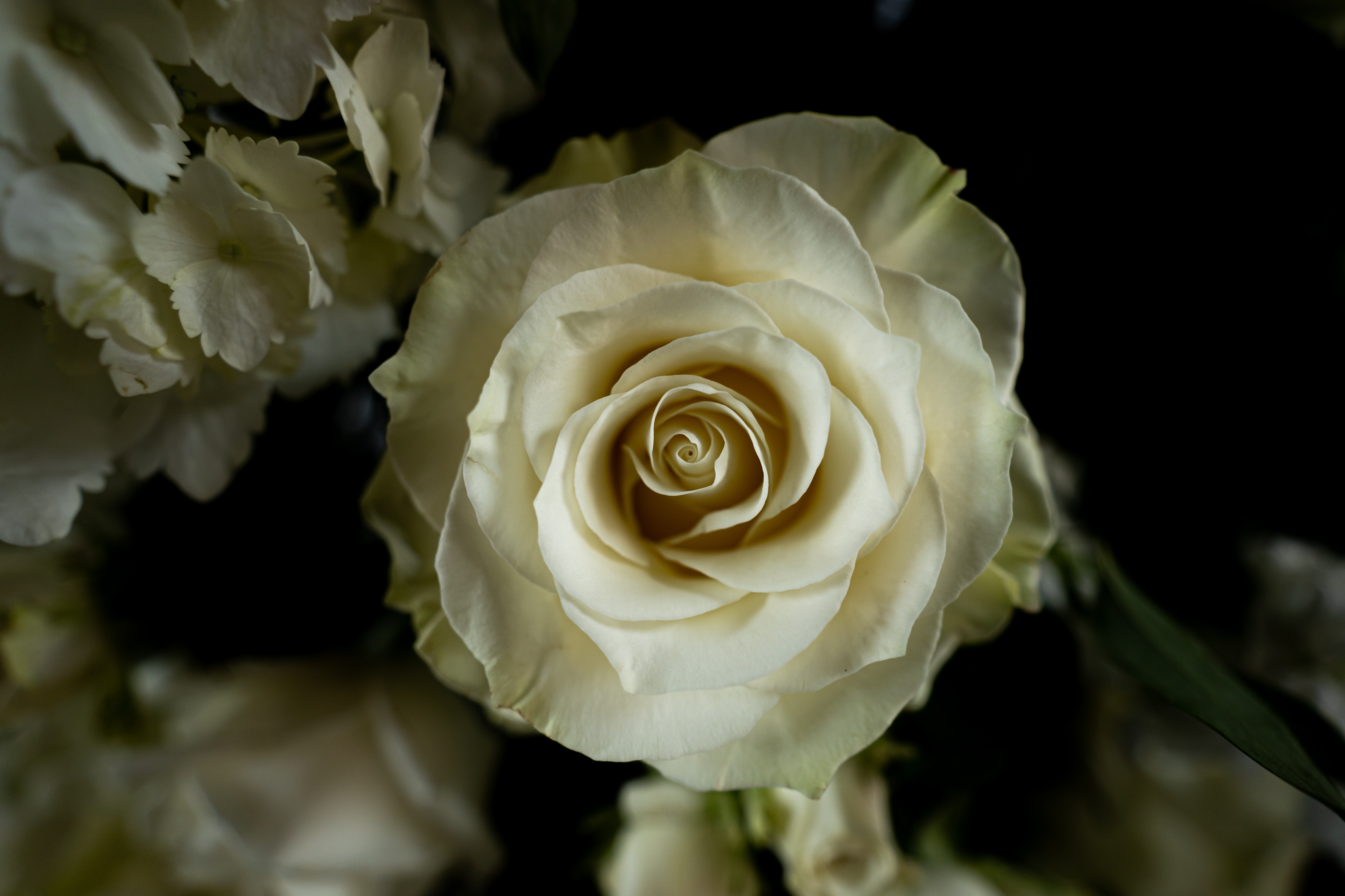 Descarga gratuita de fondo de pantalla para móvil de Flores, Rosa, Flor Blanca, Tierra/naturaleza.