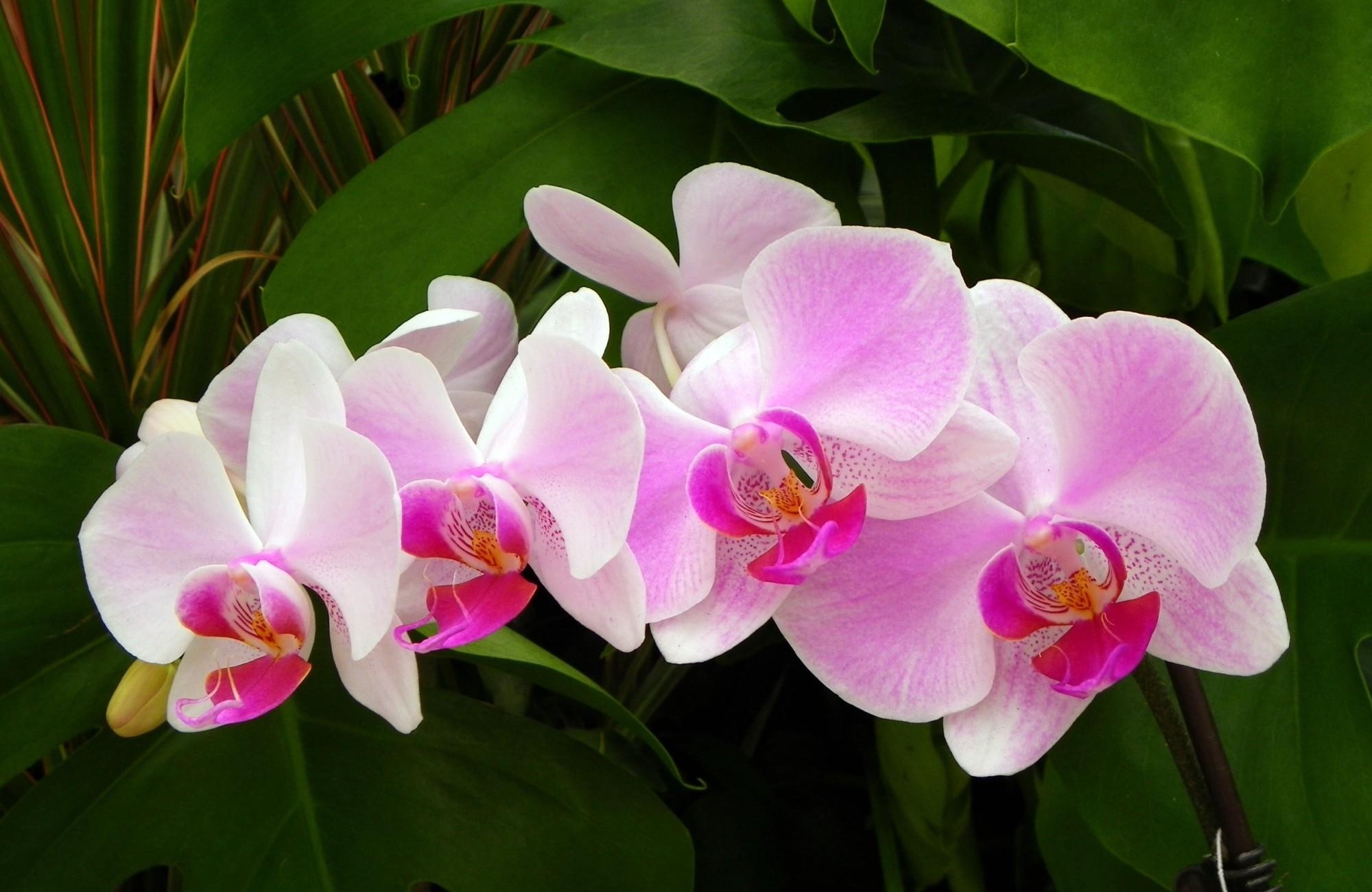 Скачать картинку Орхидея, Ветка, Зелень, Цветы, Крупный План в телефон бесплатно.