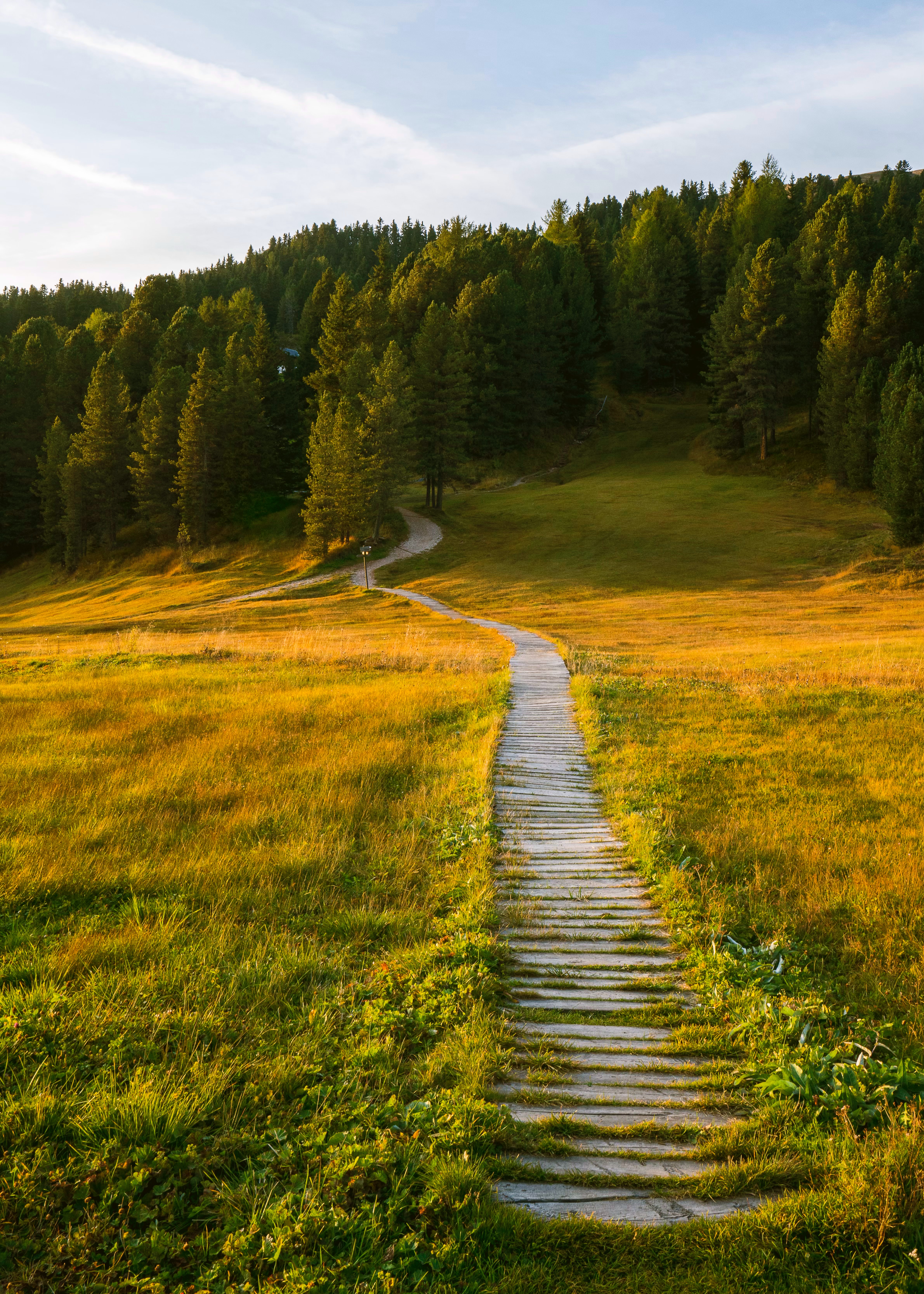forest, nature, landscape, field, path Full HD