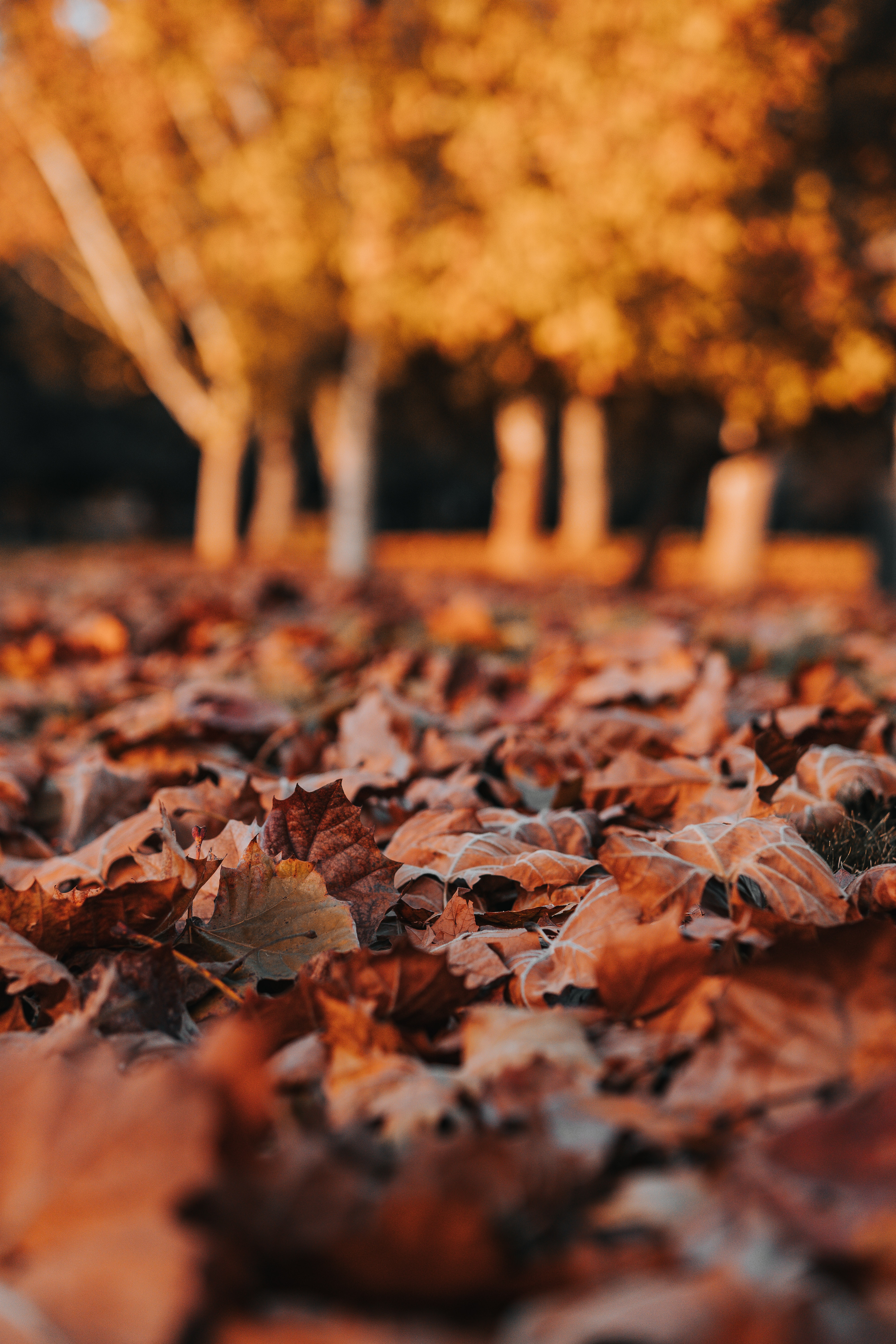 147126 descargar fondo de pantalla naturaleza, otoño, hojas, seco: protectores de pantalla e imágenes gratis
