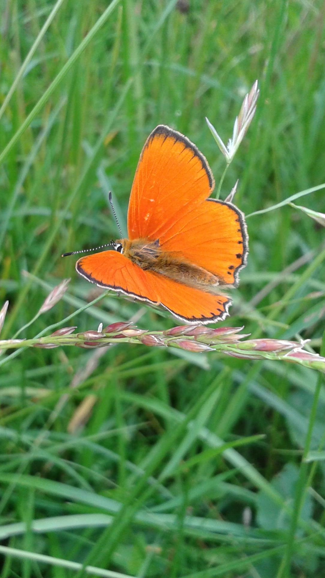 Download mobile wallpaper Butterfly, Animal for free.