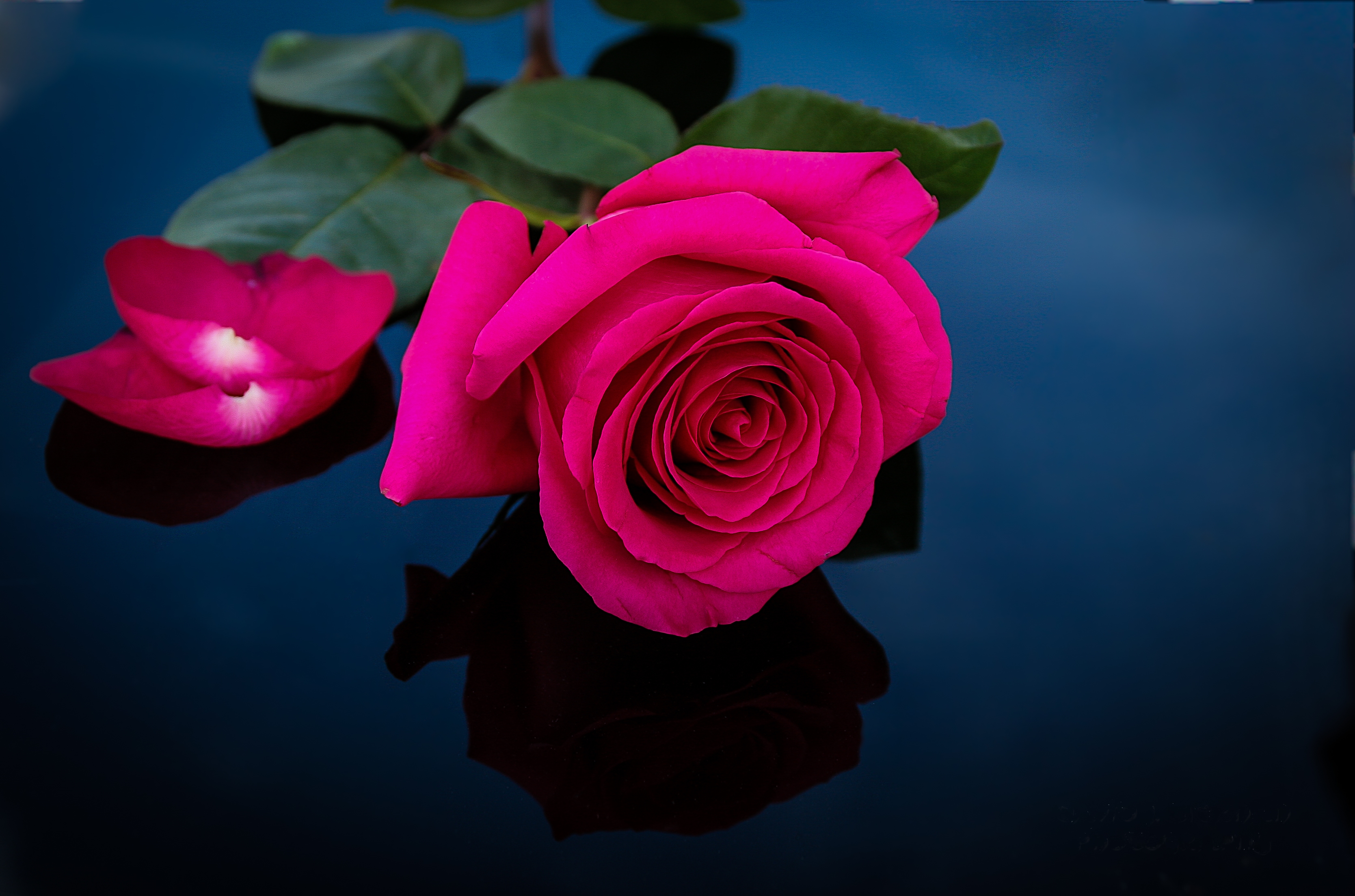 Téléchargez gratuitement l'image Fleurs, Rose, Fleur, Terre/nature, Fleur Rose sur le bureau de votre PC