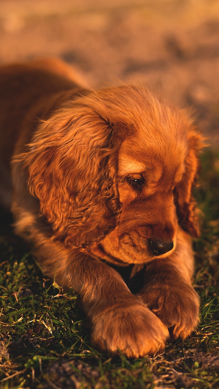 Download mobile wallpaper Dogs, Dog, Animal, Puppy, Cocker Spaniel, Baby Animal for free.