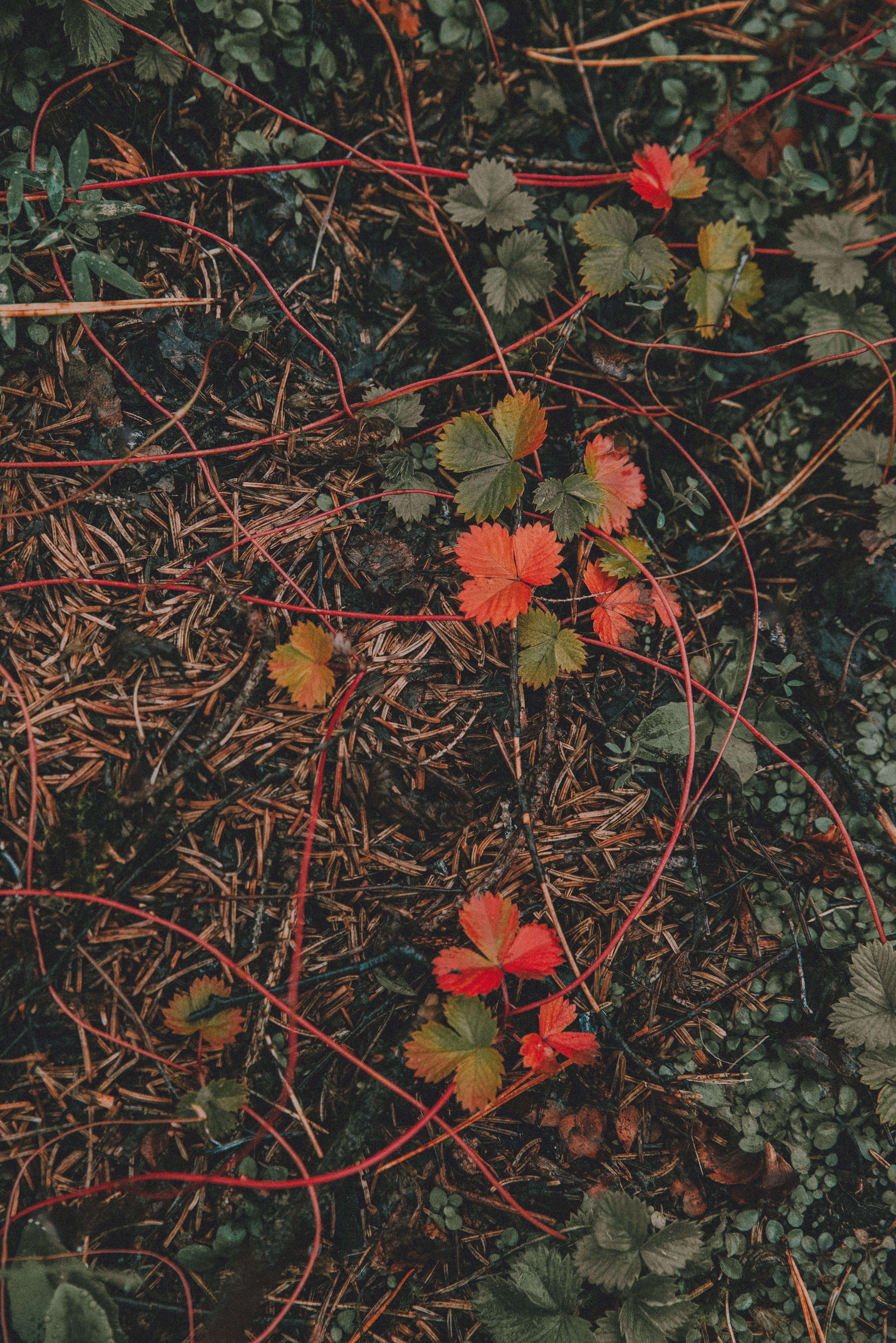 153841壁紙のダウンロード草, 自然, 秋, 葉, 森林, 森-スクリーンセーバーと写真を無料で