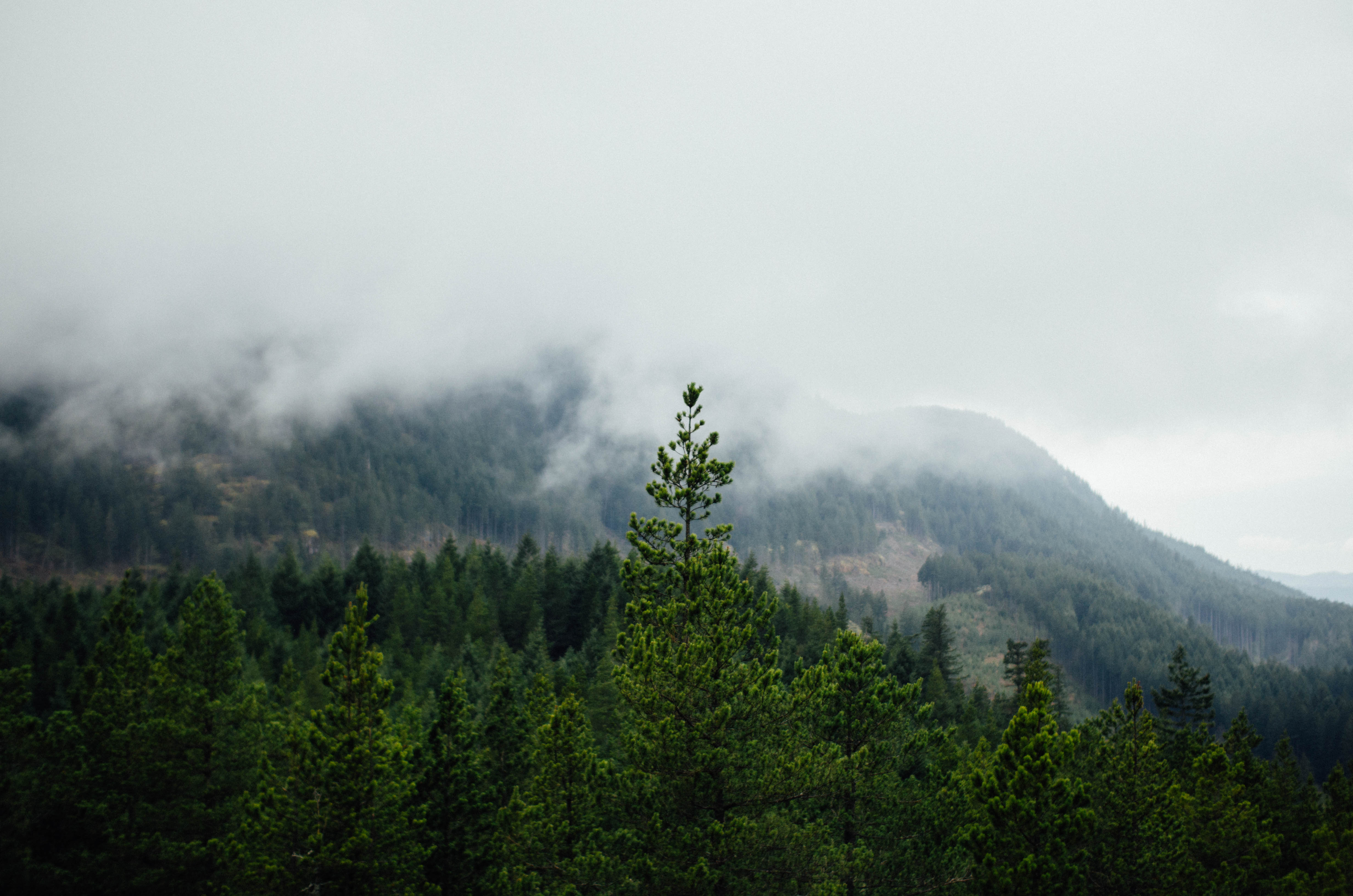 Download mobile wallpaper Trees, Fog, Forest, Mountains, Landscape, Nature for free.
