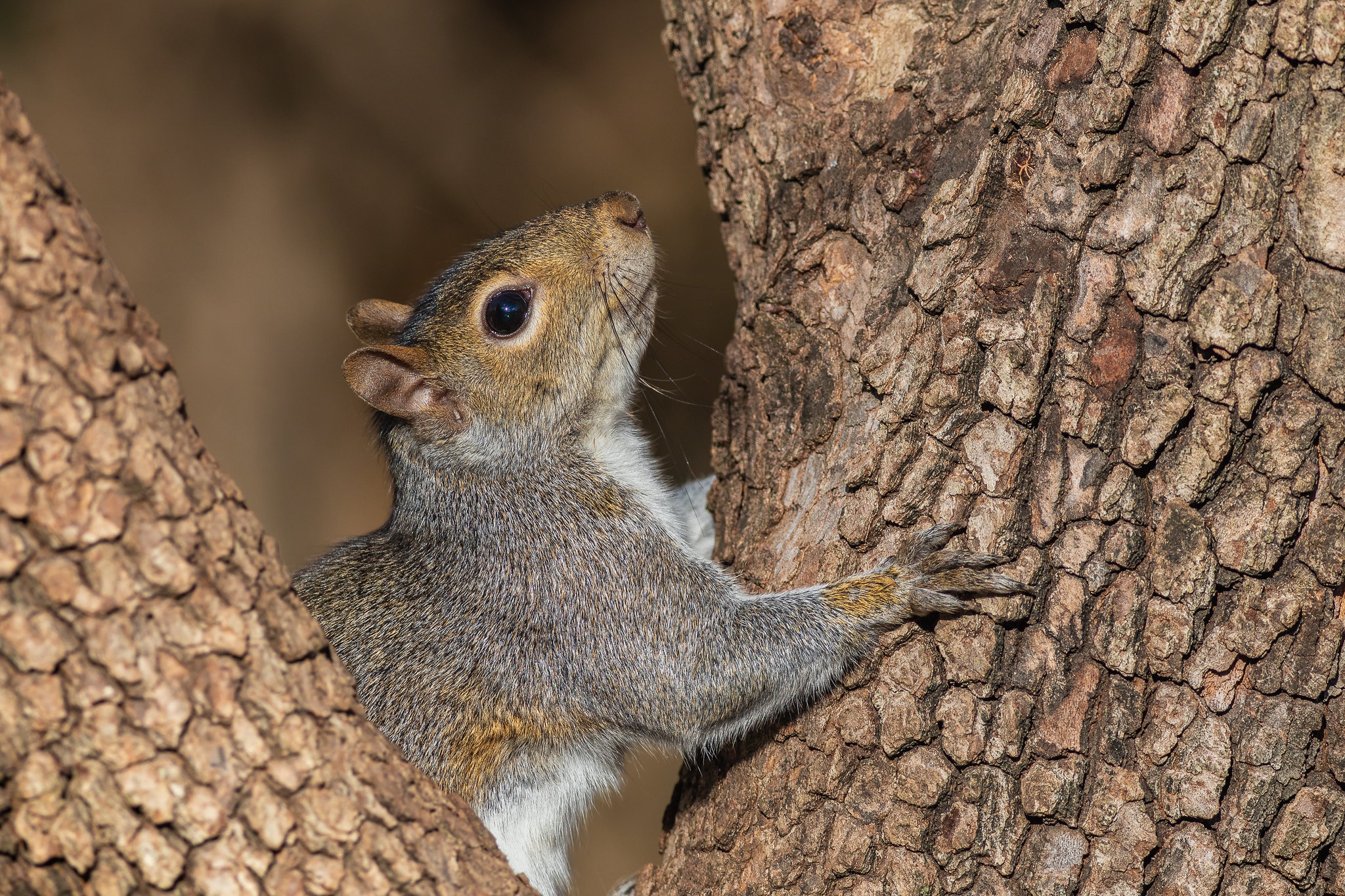 Free download wallpaper Squirrel, Animal, Rodent on your PC desktop