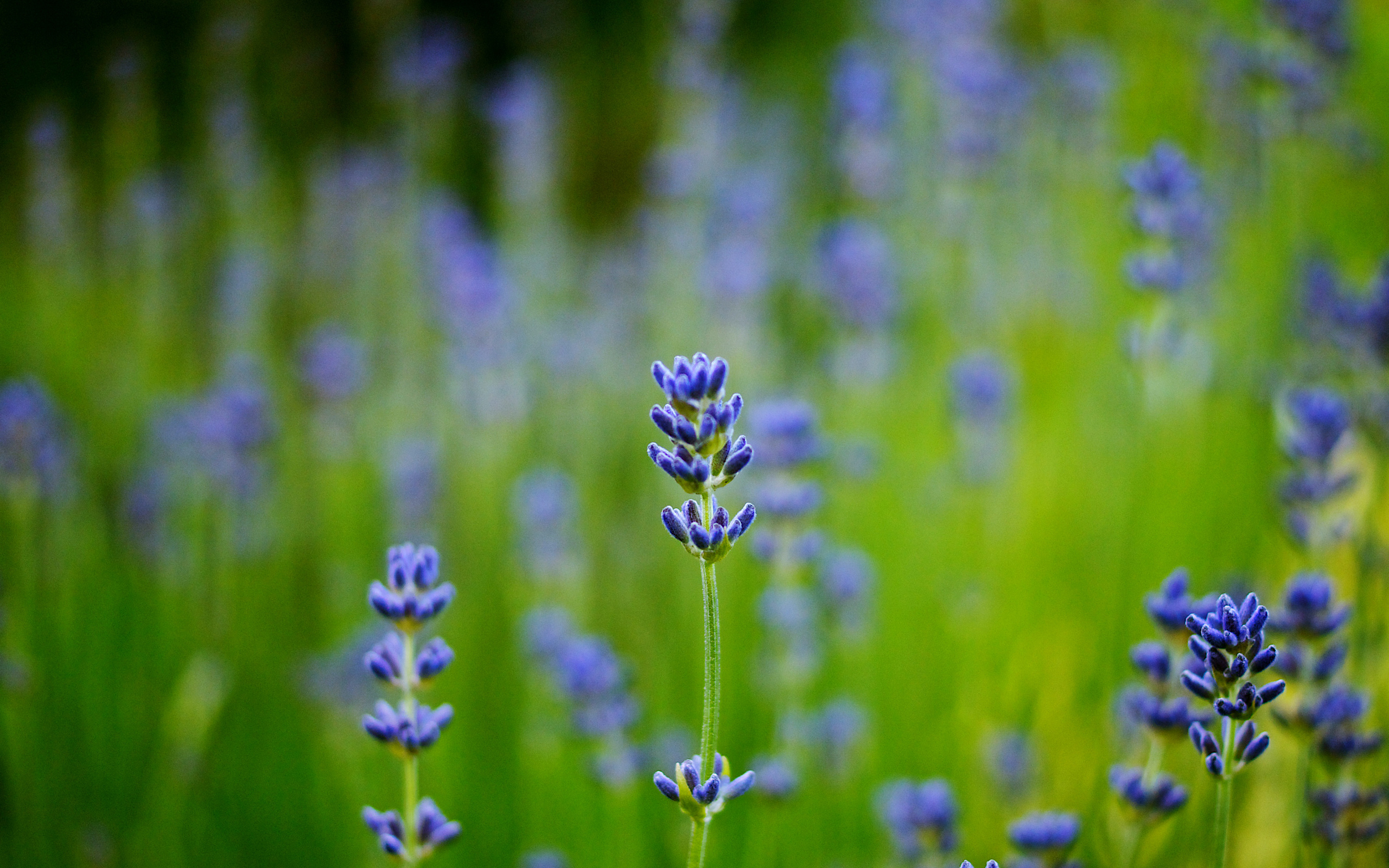 Téléchargez des papiers peints mobile Plante, Terre/nature gratuitement.