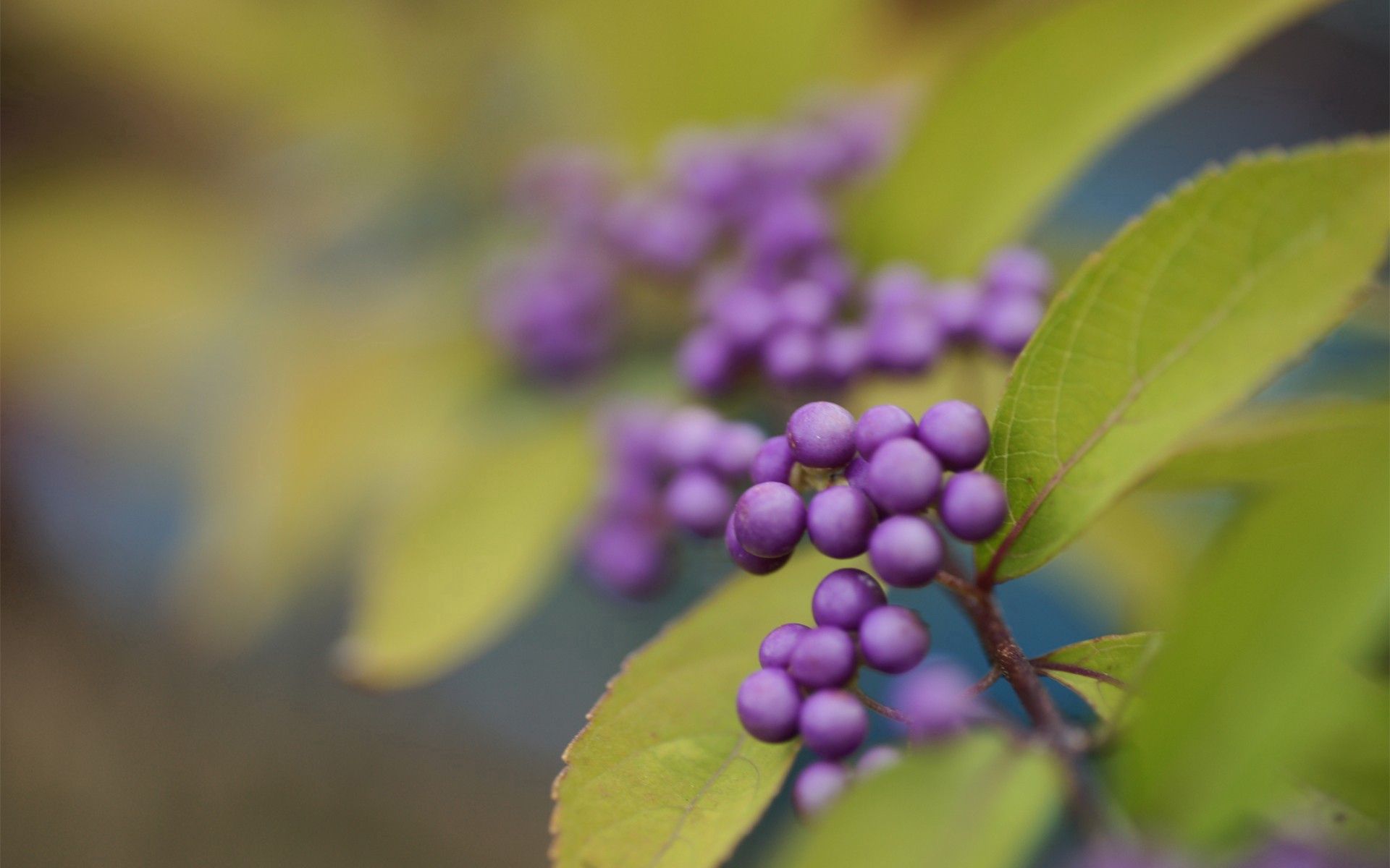 Free download wallpaper Plant, Macro, Blur, Smooth, Berry, Leaves on your PC desktop