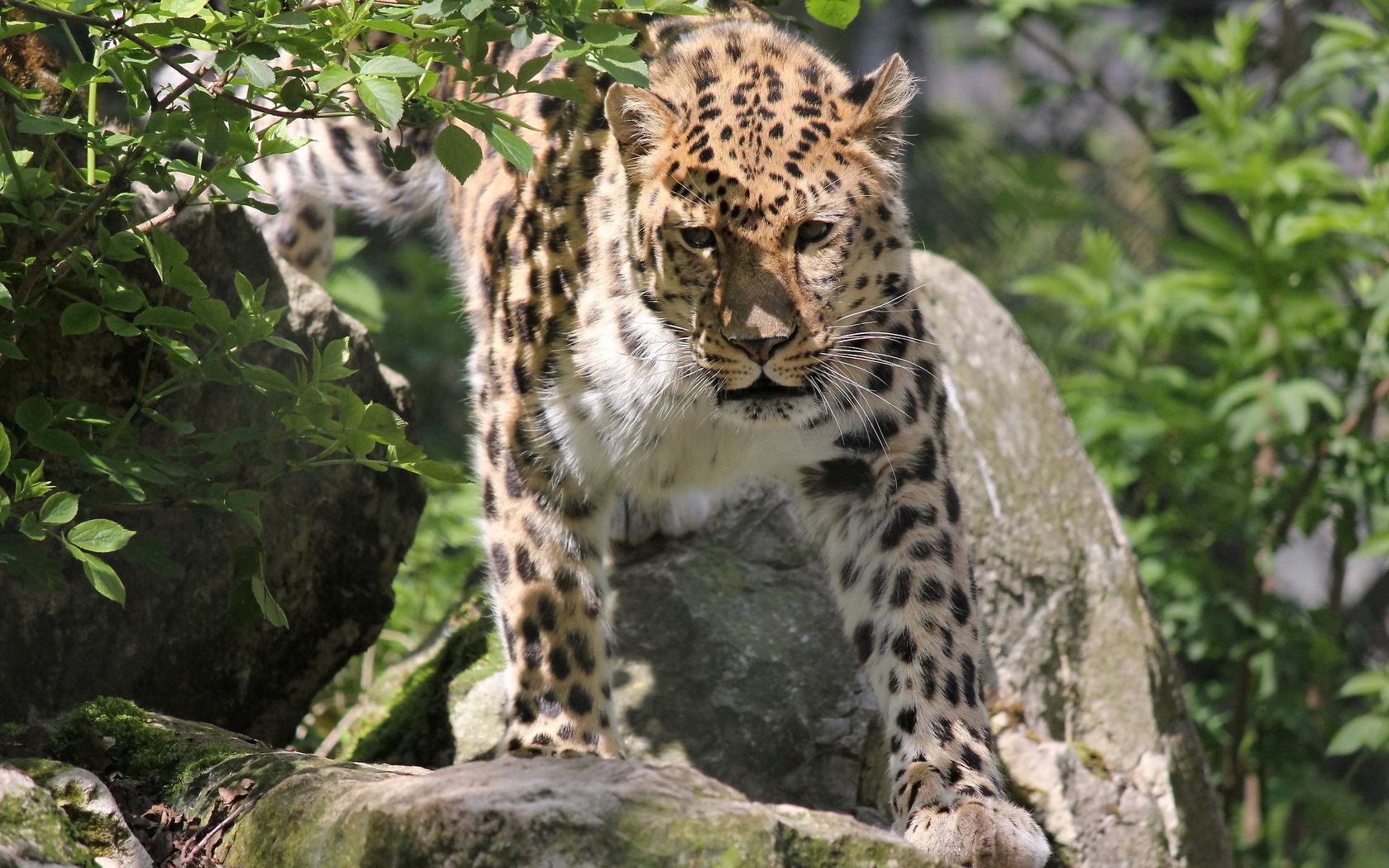 Download mobile wallpaper Opinion, Muzzle, Sight, Animals, Stones, Leaves, Leopard, Big Cat for free.