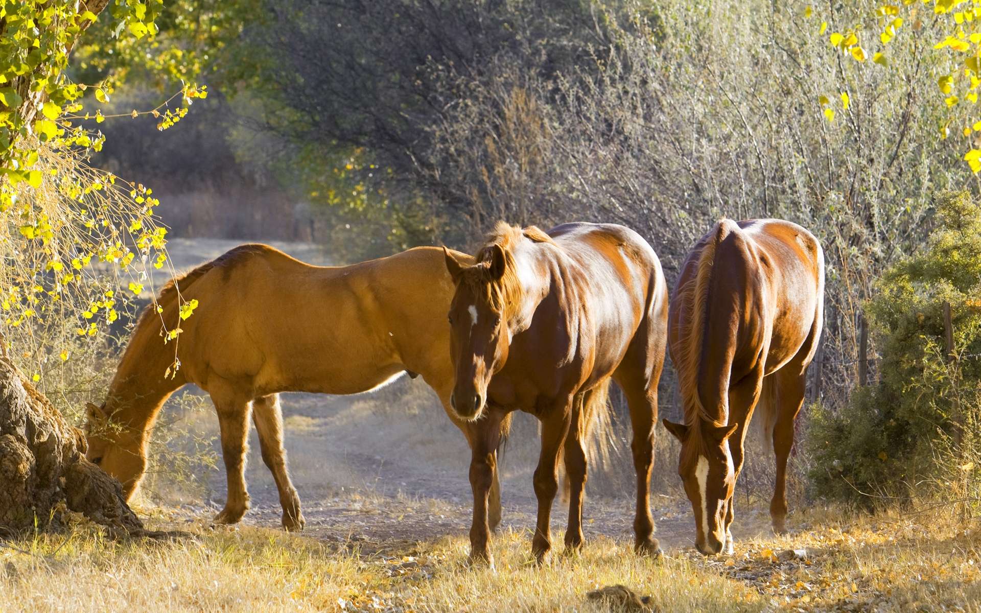 Laden Sie das Tiere, Hauspferd-Bild kostenlos auf Ihren PC-Desktop herunter