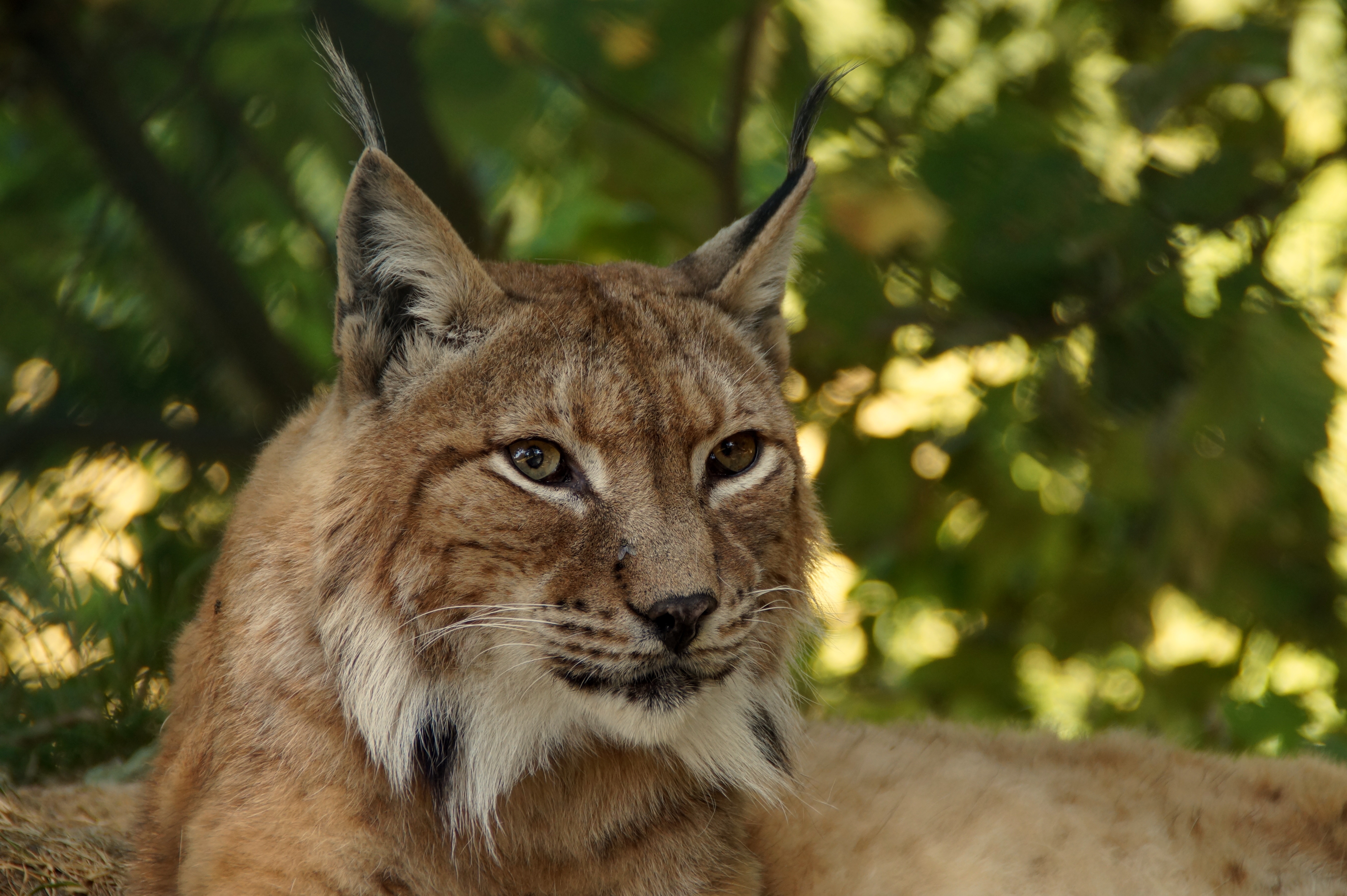 Baixe gratuitamente a imagem Animais, Gatos, Lince na área de trabalho do seu PC