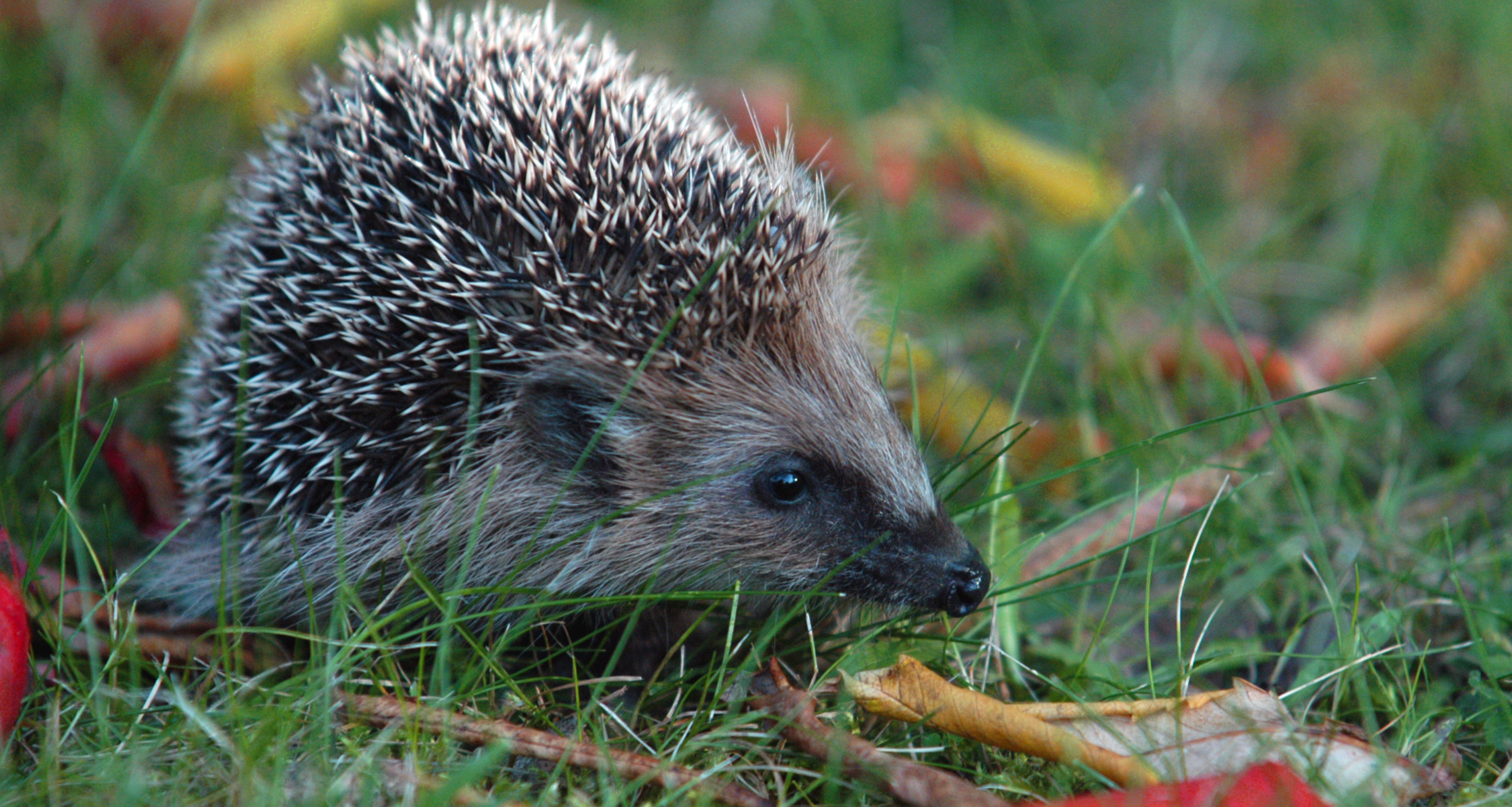 Handy-Wallpaper Tiere, Igel, Gras kostenlos herunterladen.