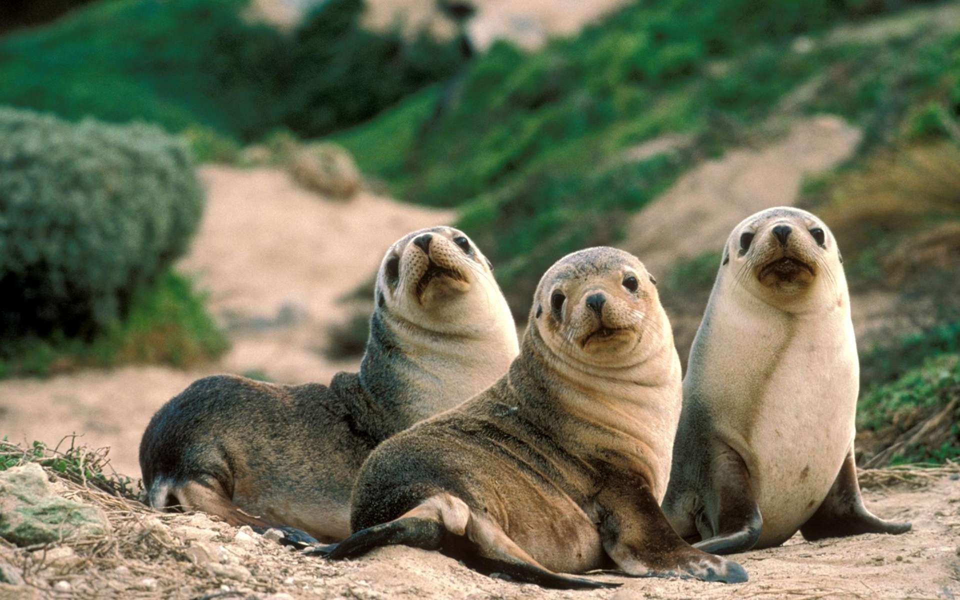 276292 descargar fondo de pantalla animales, foca, focas: protectores de pantalla e imágenes gratis