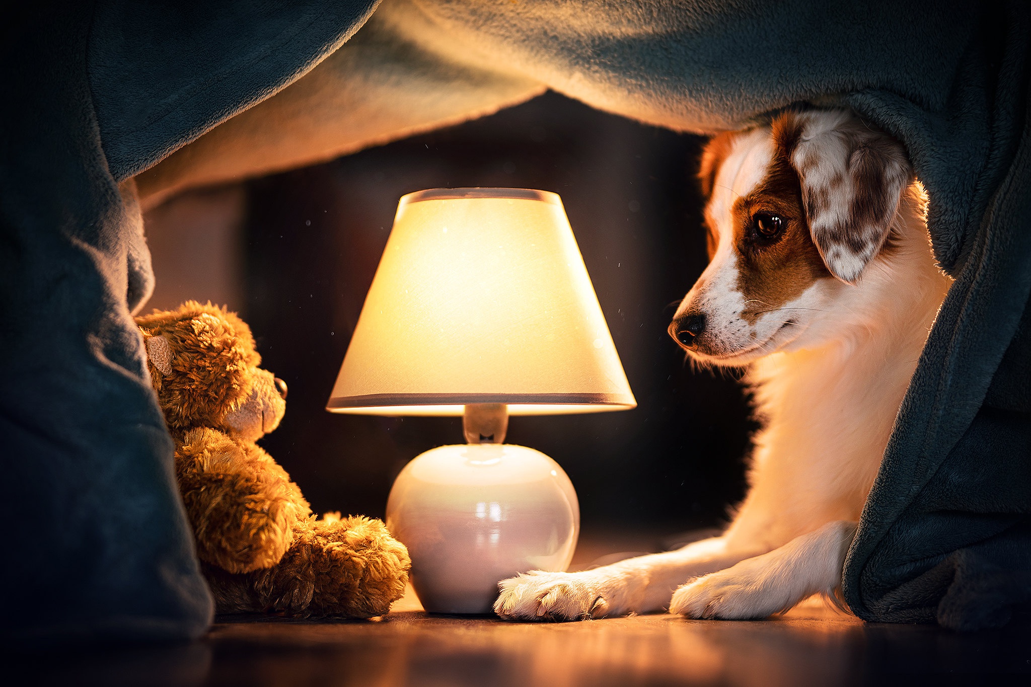 Download mobile wallpaper Dogs, Teddy Bear, Dog, Lantern, Animal, Puppy, Baby Animal for free.