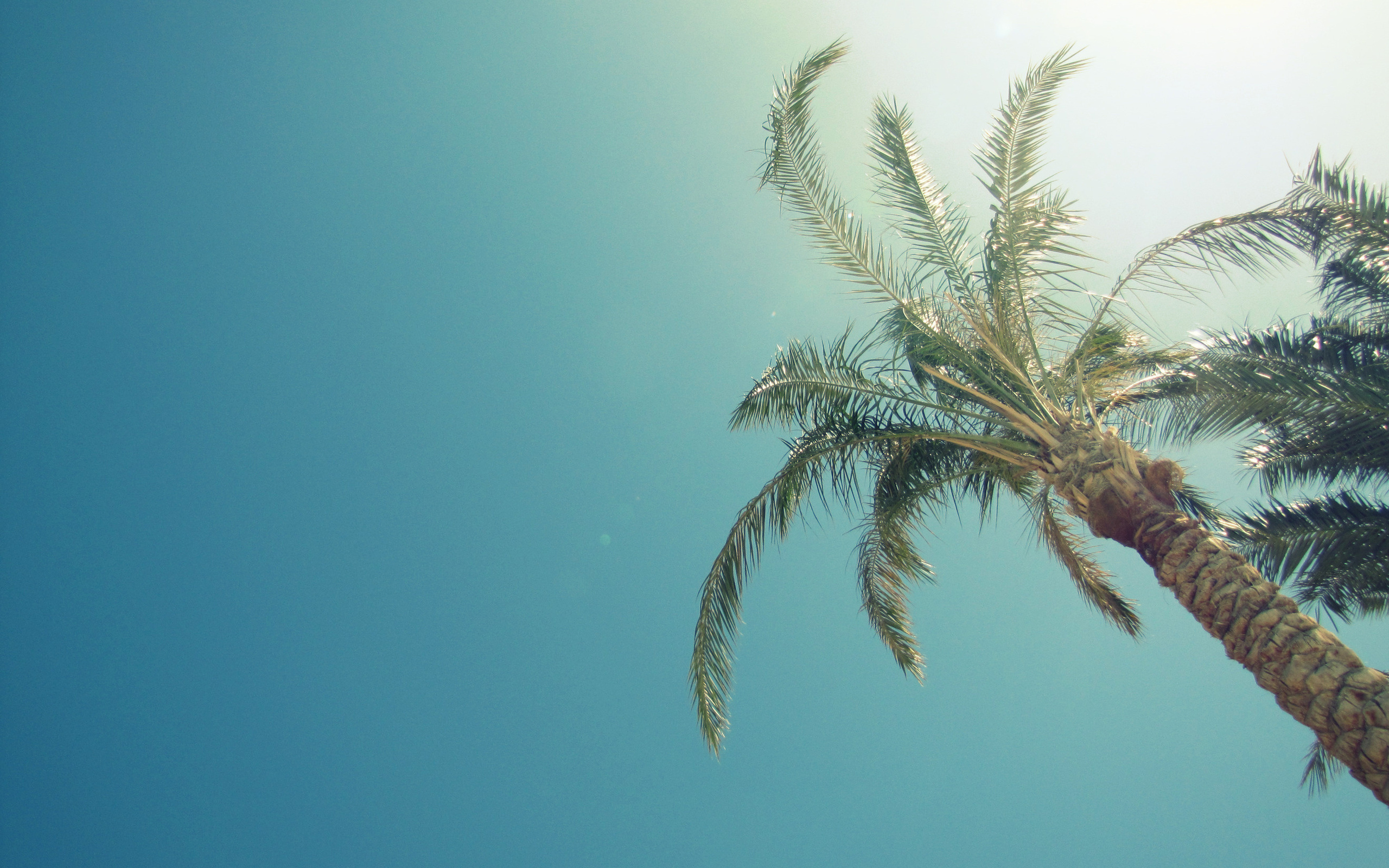 Download mobile wallpaper Earth, Palm Tree for free.