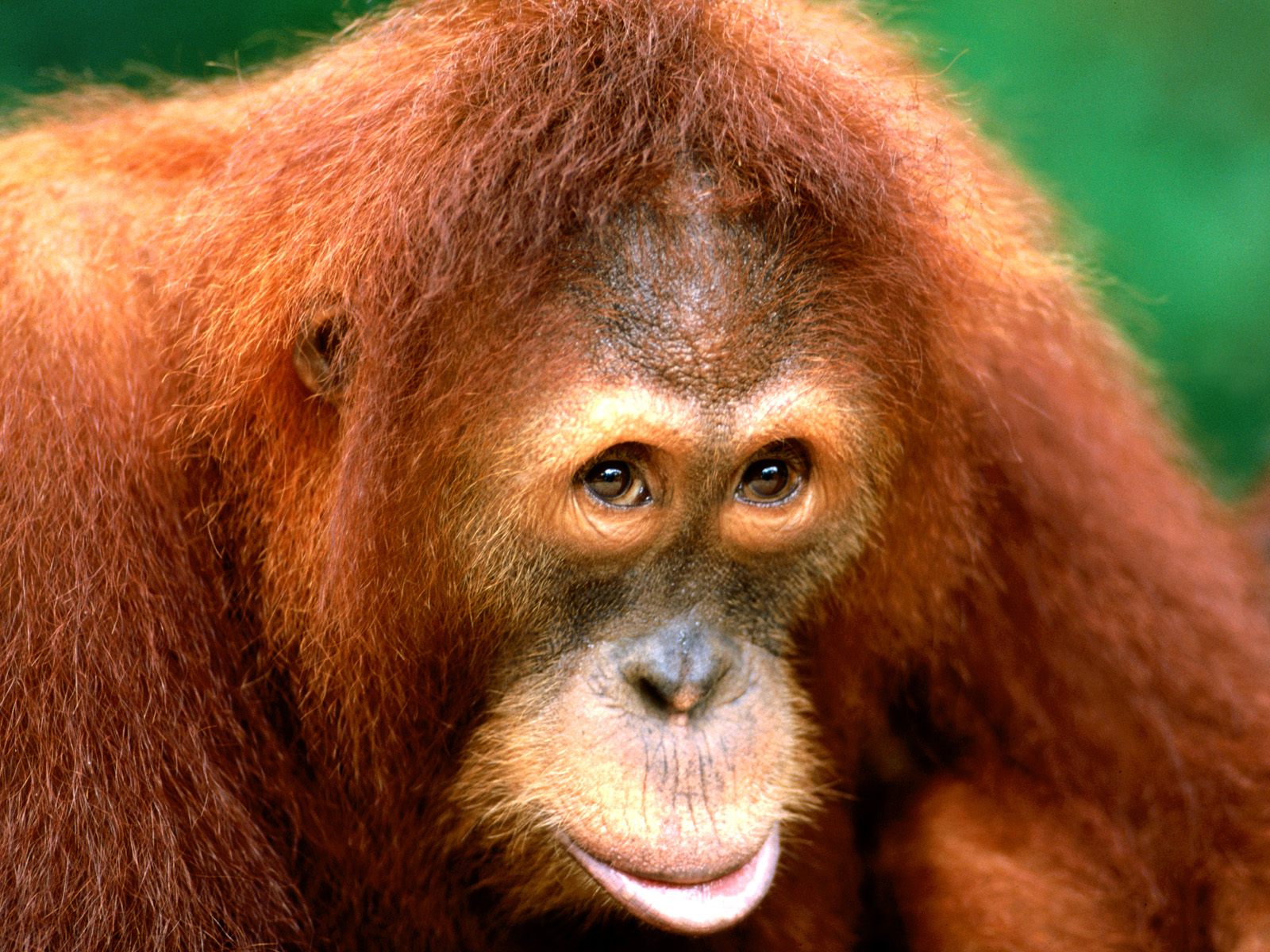 Baixar papel de parede para celular de Orangotango, Macacos, Animais gratuito.