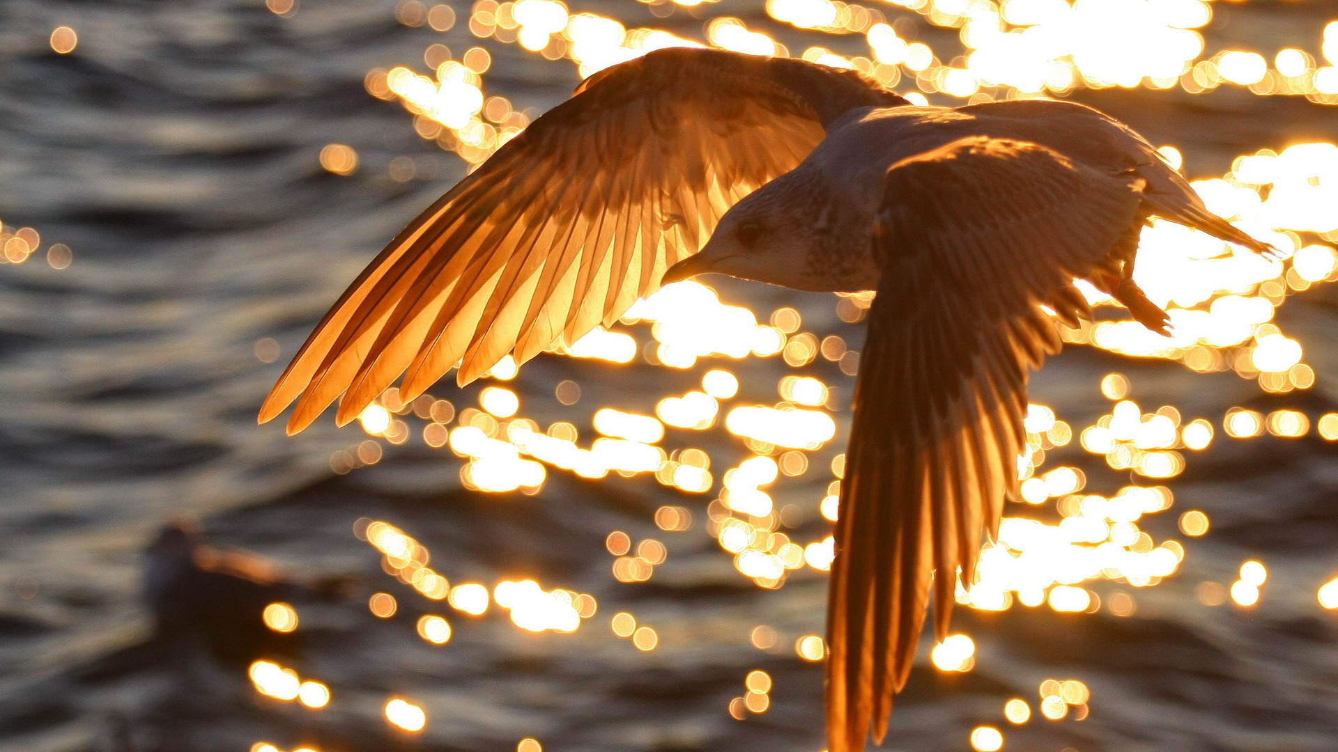 Baixe gratuitamente a imagem Animais, Aves, Pássaro na área de trabalho do seu PC