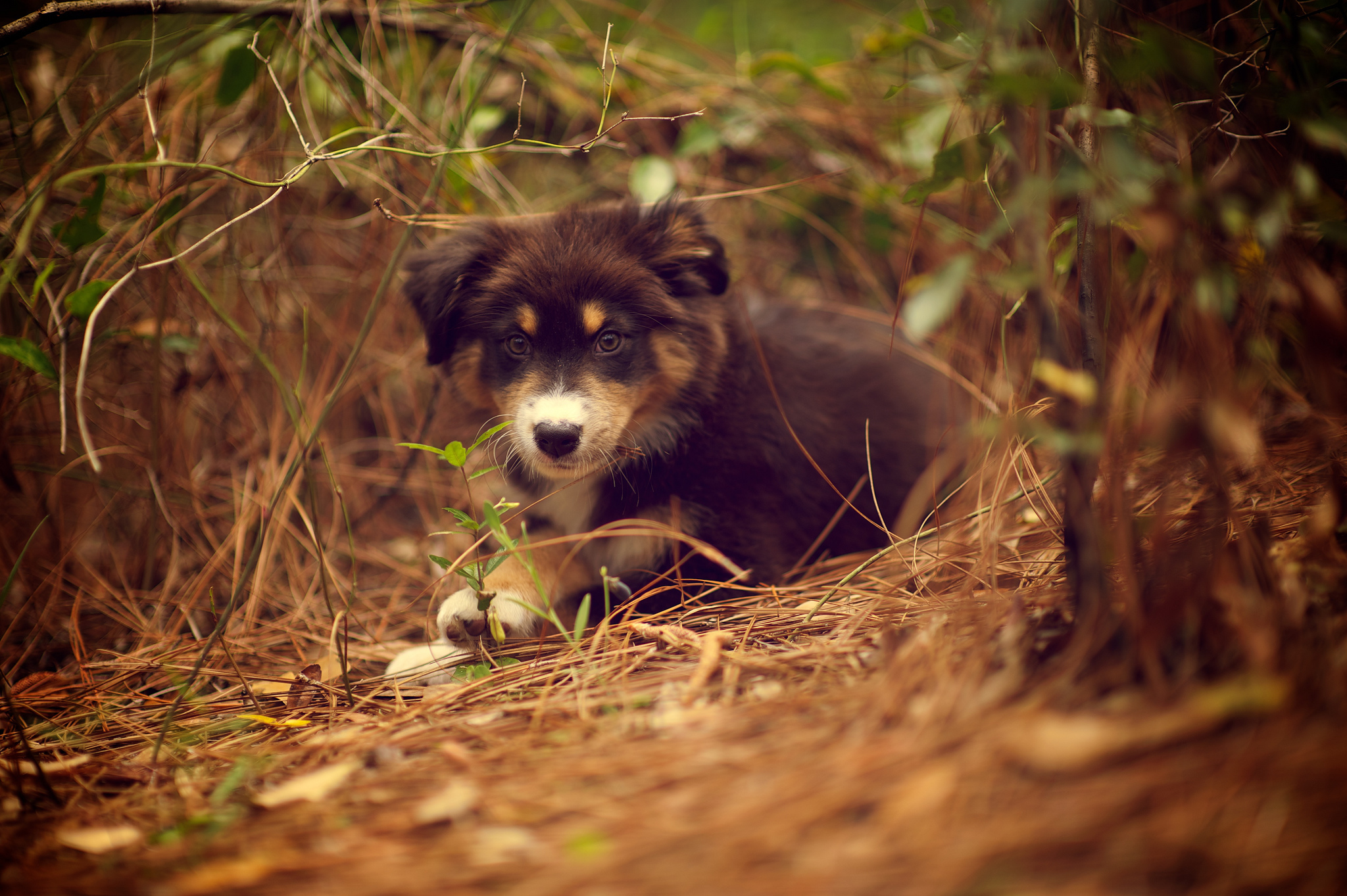 Handy-Wallpaper Hunde, Hund, Tiere kostenlos herunterladen.