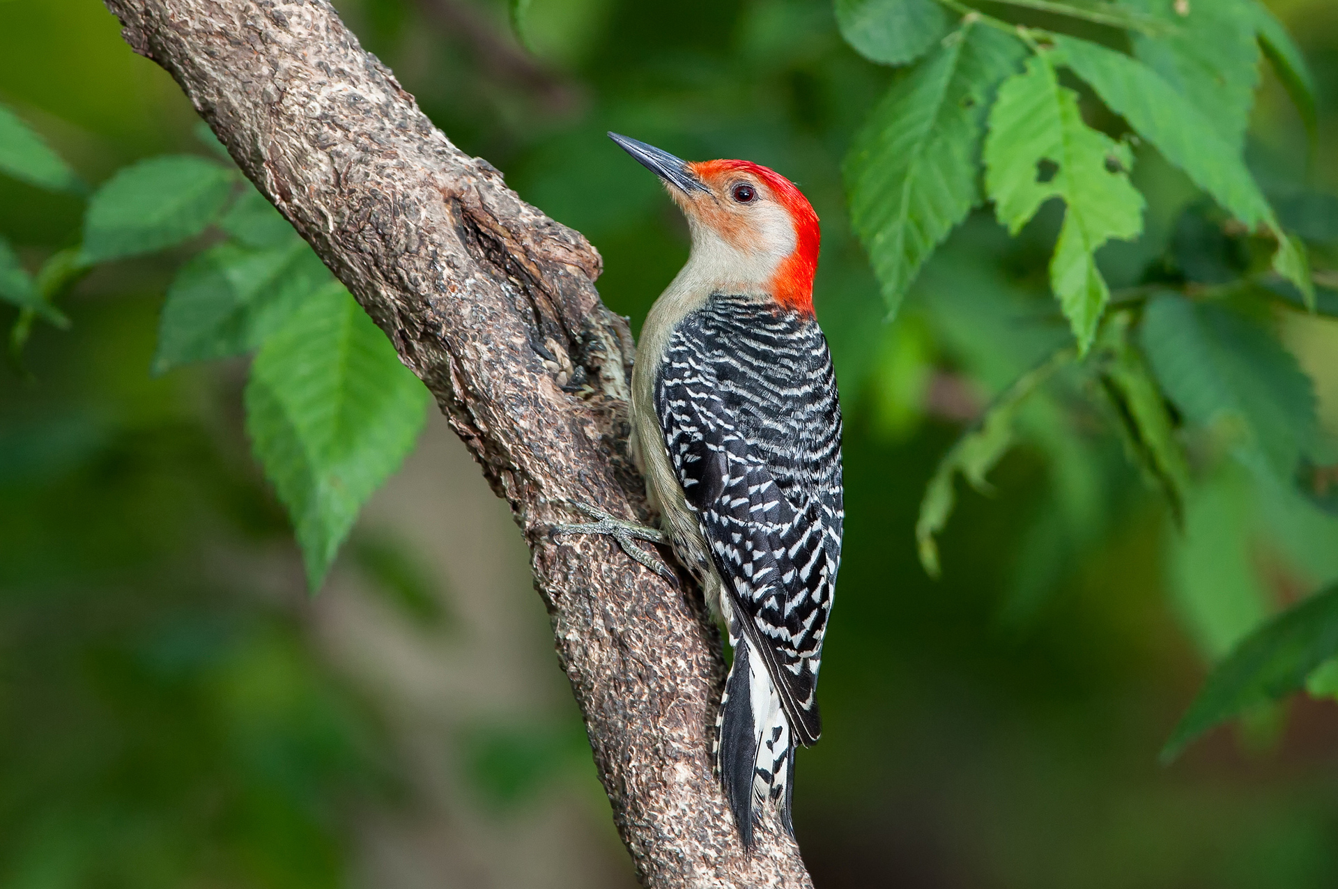 Download mobile wallpaper Woodpecker, Branch, Leaves, Bird, Animals for free.