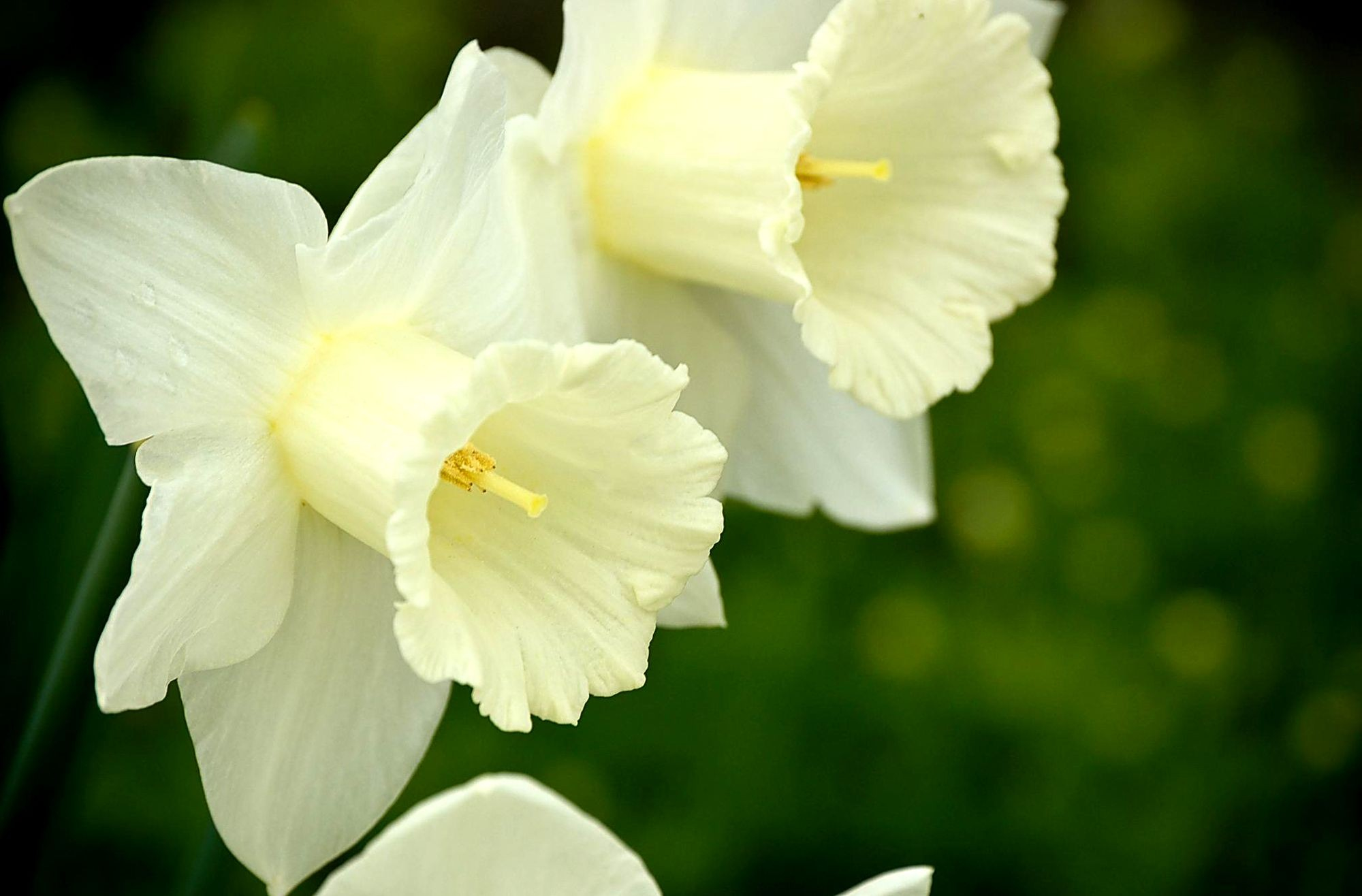 earth, daffodil, close up, flower, narcissus, white flower, flowers