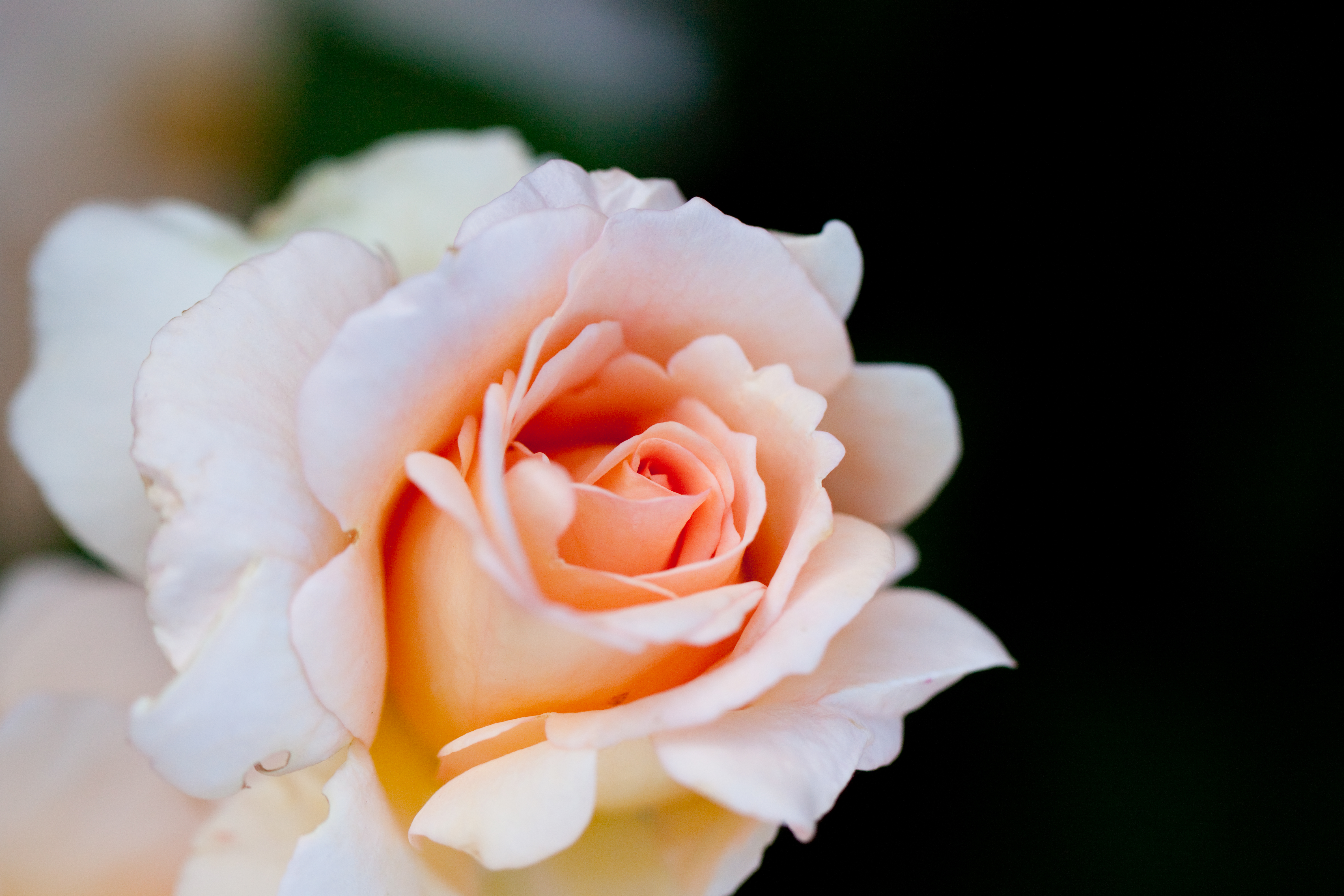 Téléchargez gratuitement l'image Fleurs, Rose, Terre/nature sur le bureau de votre PC