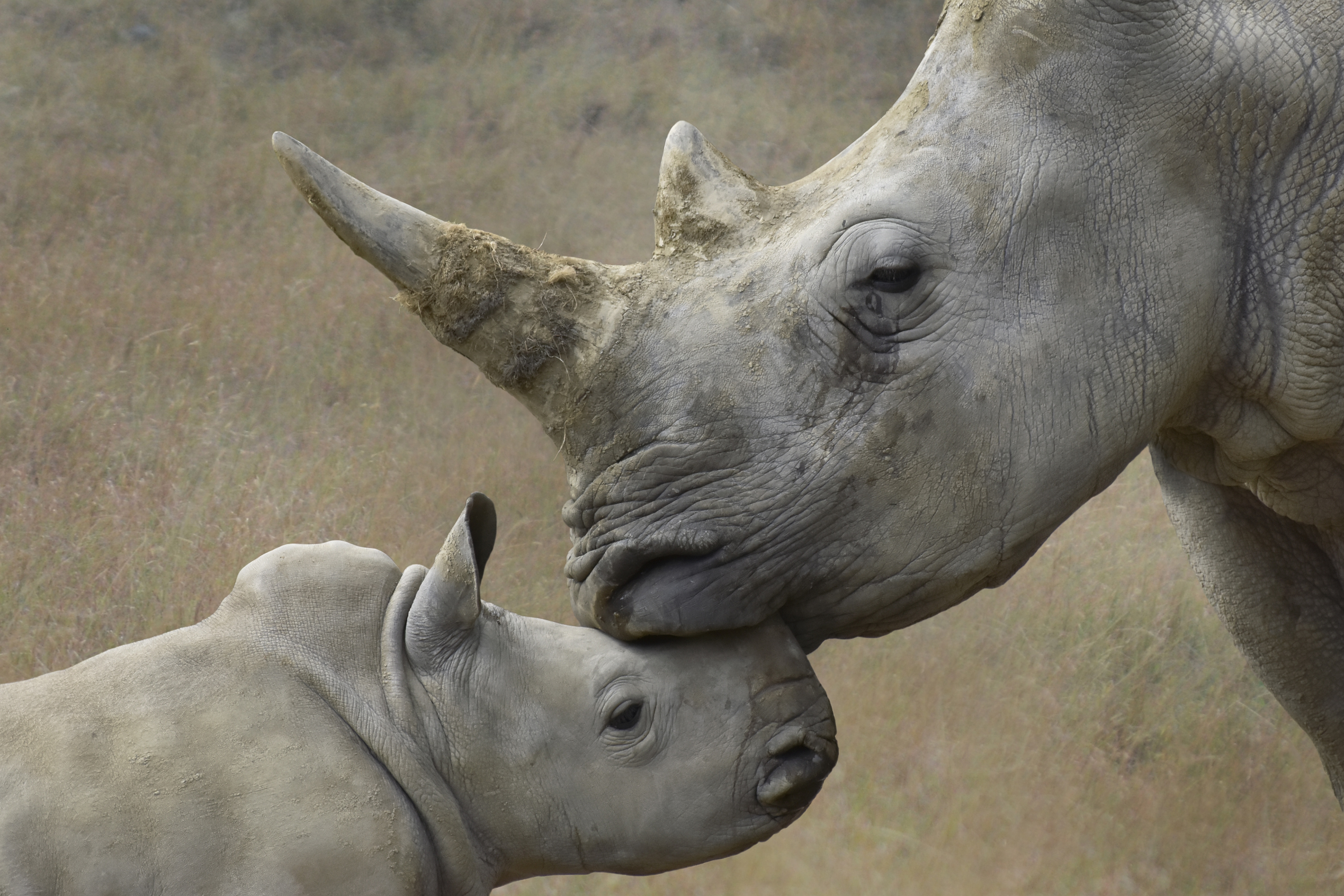 Descarga gratis la imagen Animales, Rinoceronte, Bebe Animal en el escritorio de tu PC
