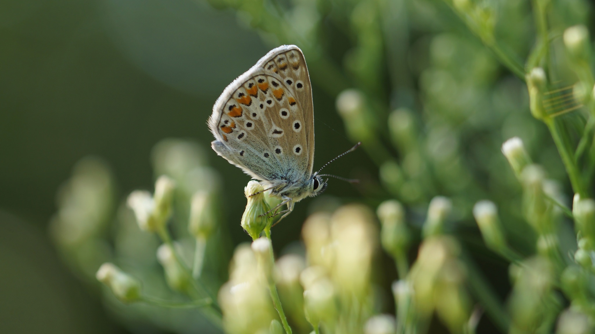 Free download wallpaper Macro, Insect, Butterfly, Animal on your PC desktop