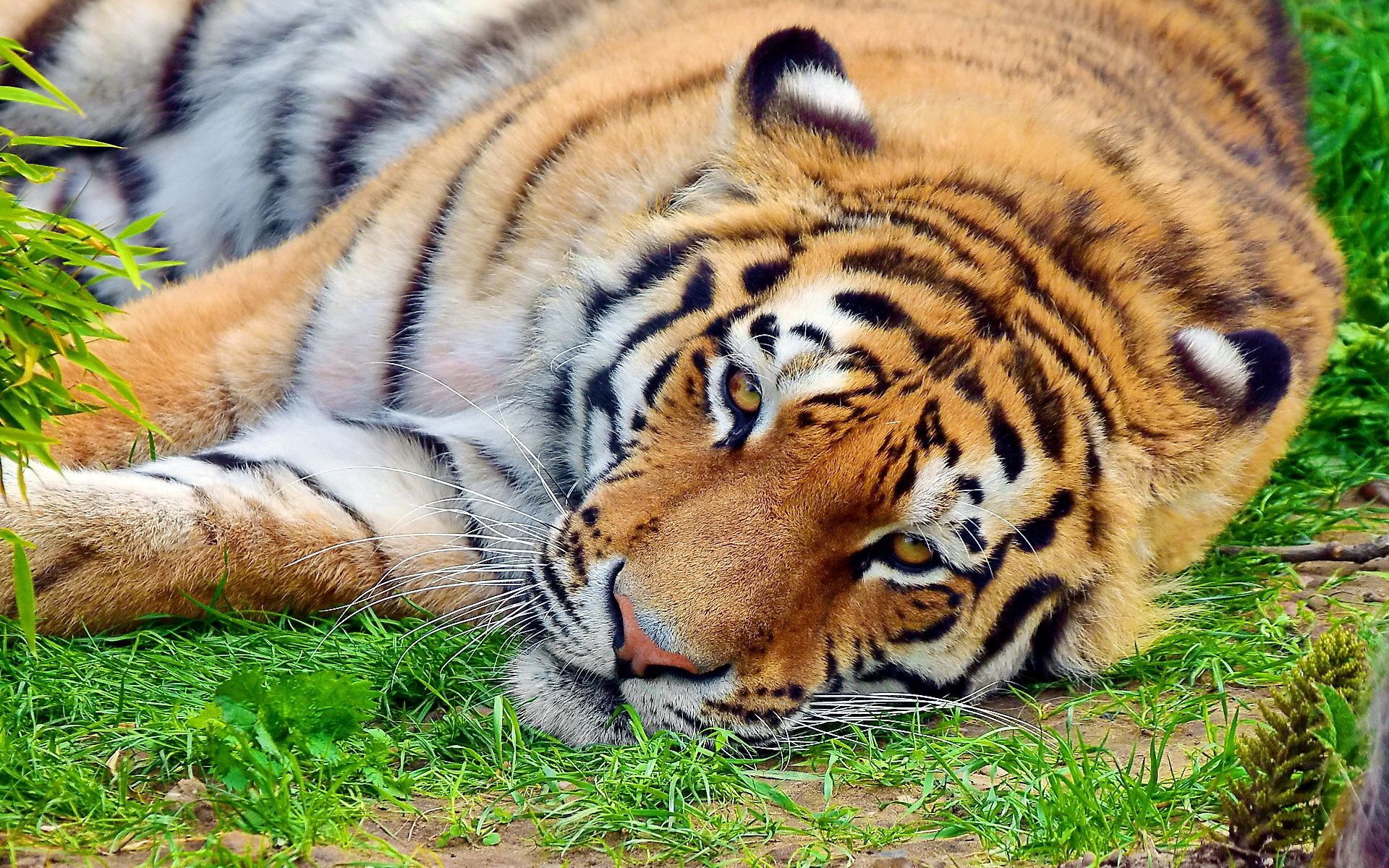 Free download wallpaper Grass, To Lie Down, Lie, Muzzle, Tiger, To Watch, Animals, Watch on your PC desktop