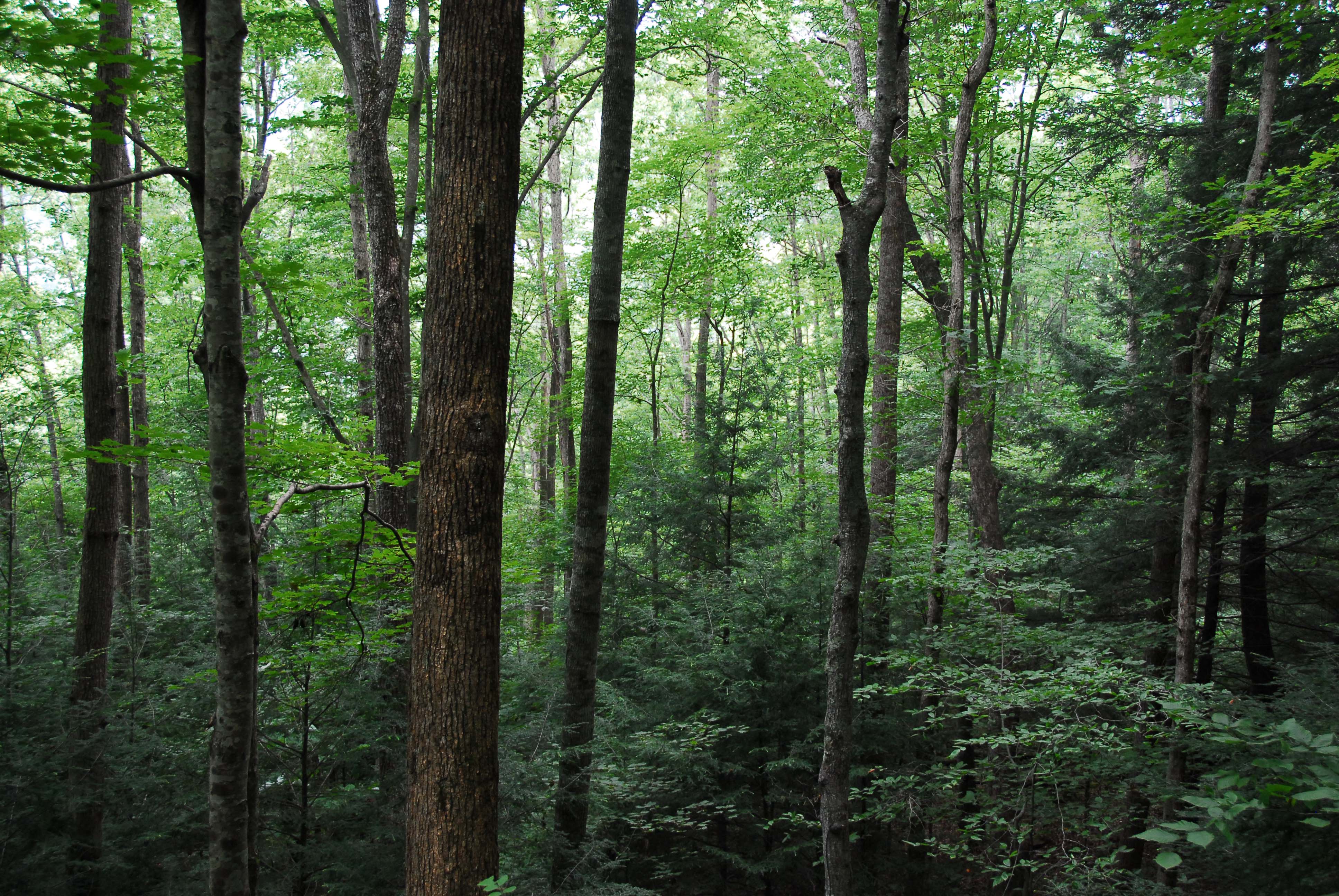 Скачать картинку Лес, Дерево, Зеленый, Листва, Земля/природа в телефон бесплатно.