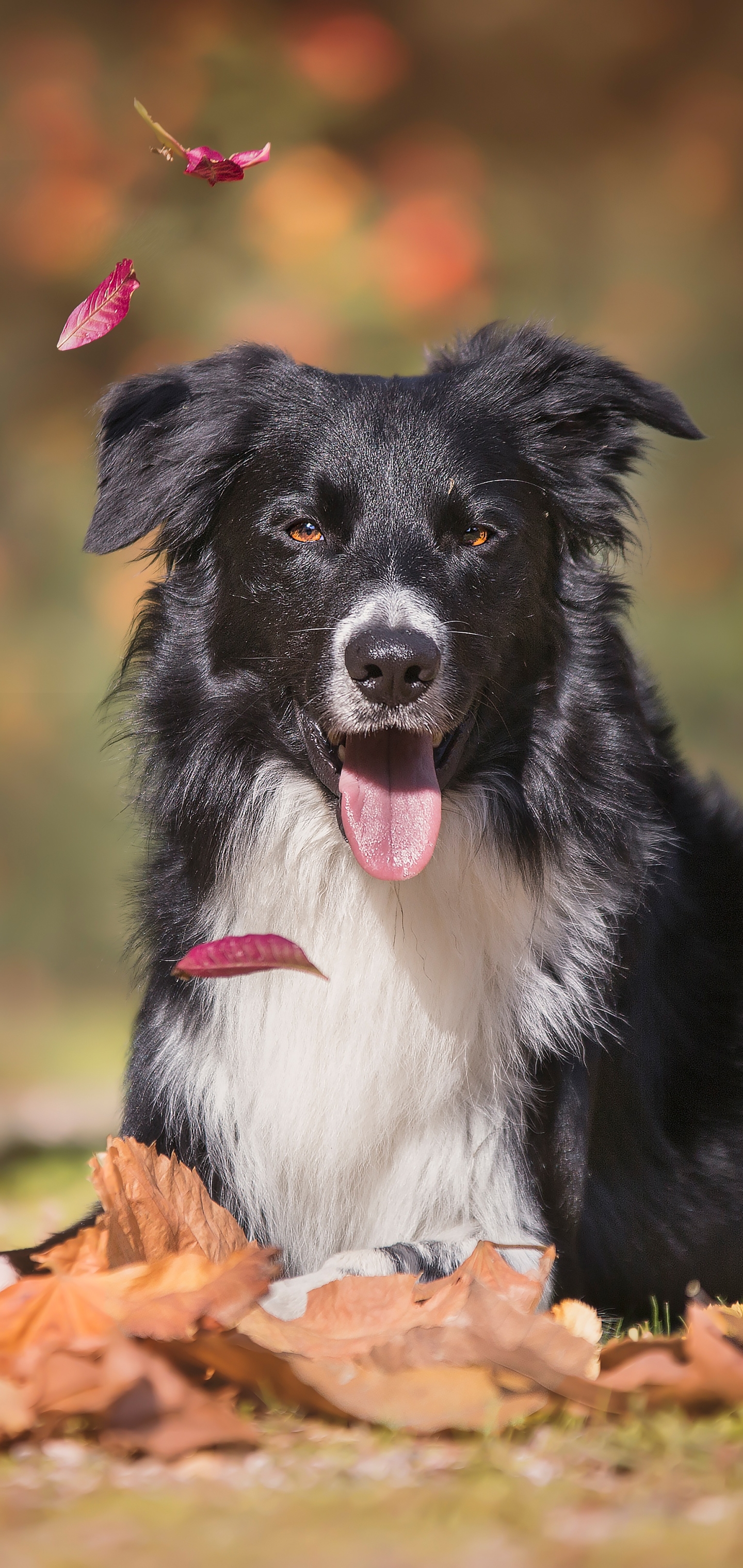 Laden Sie das Tiere, Hunde, Hund, Border Collie-Bild kostenlos auf Ihren PC-Desktop herunter