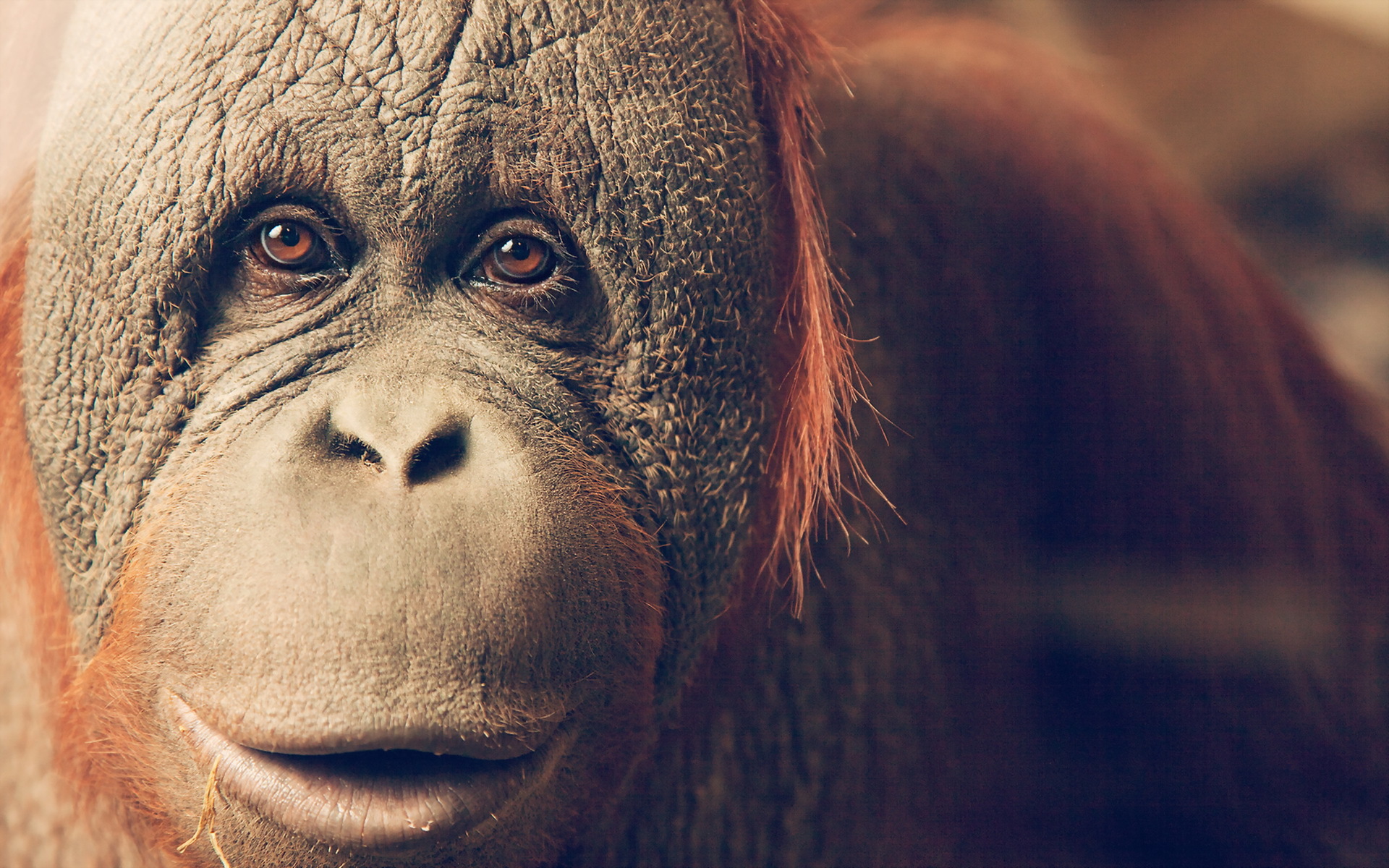 398222 télécharger le fond d'écran animaux, orang outan, fermer, singe, primate, singes - économiseurs d'écran et images gratuitement